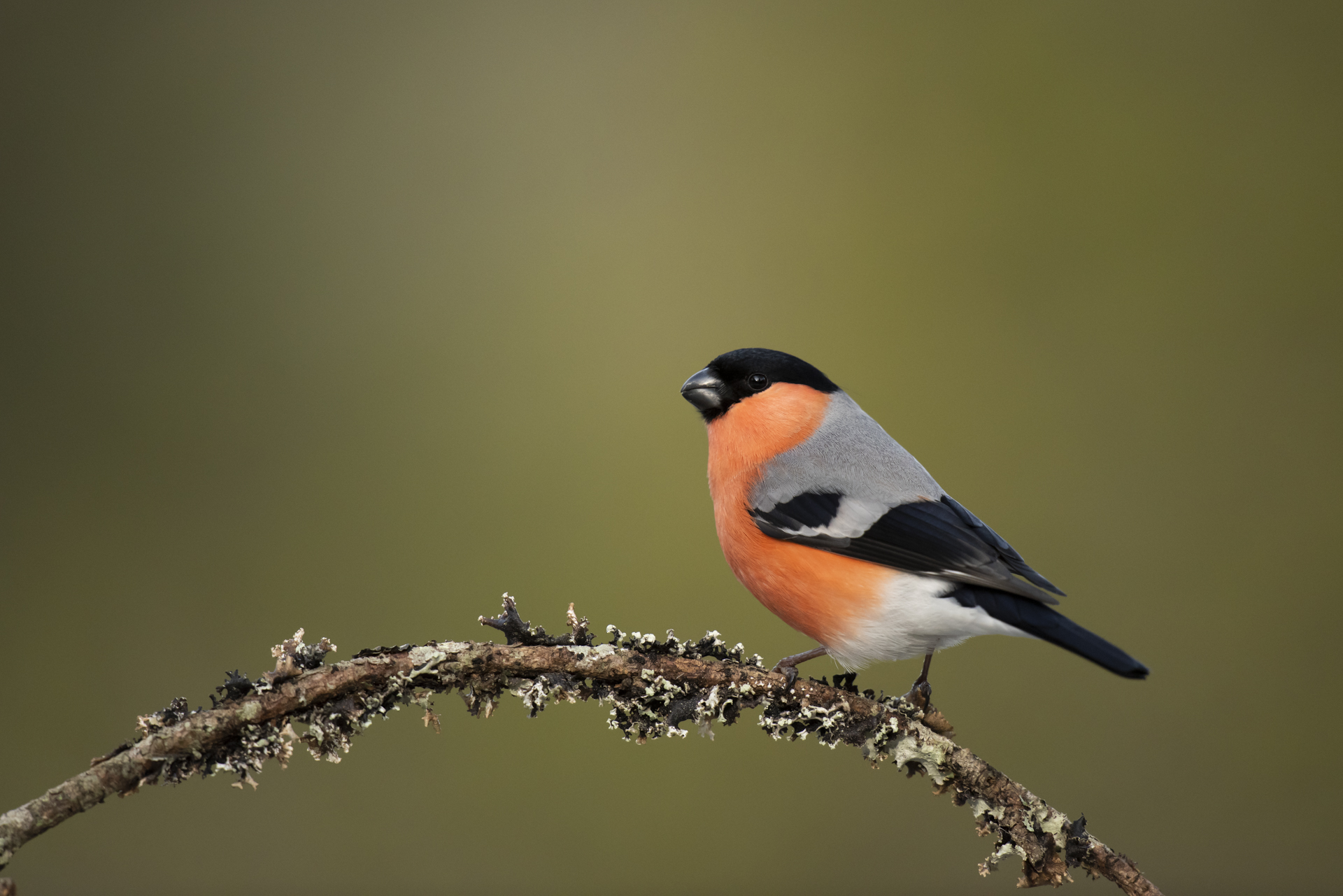 Ogs&aring; dompapen har latt seg telje p&aring; Vardeheia. Dette eksemplaret av arten er det Wenche Dahle som har sett og fotografert. 