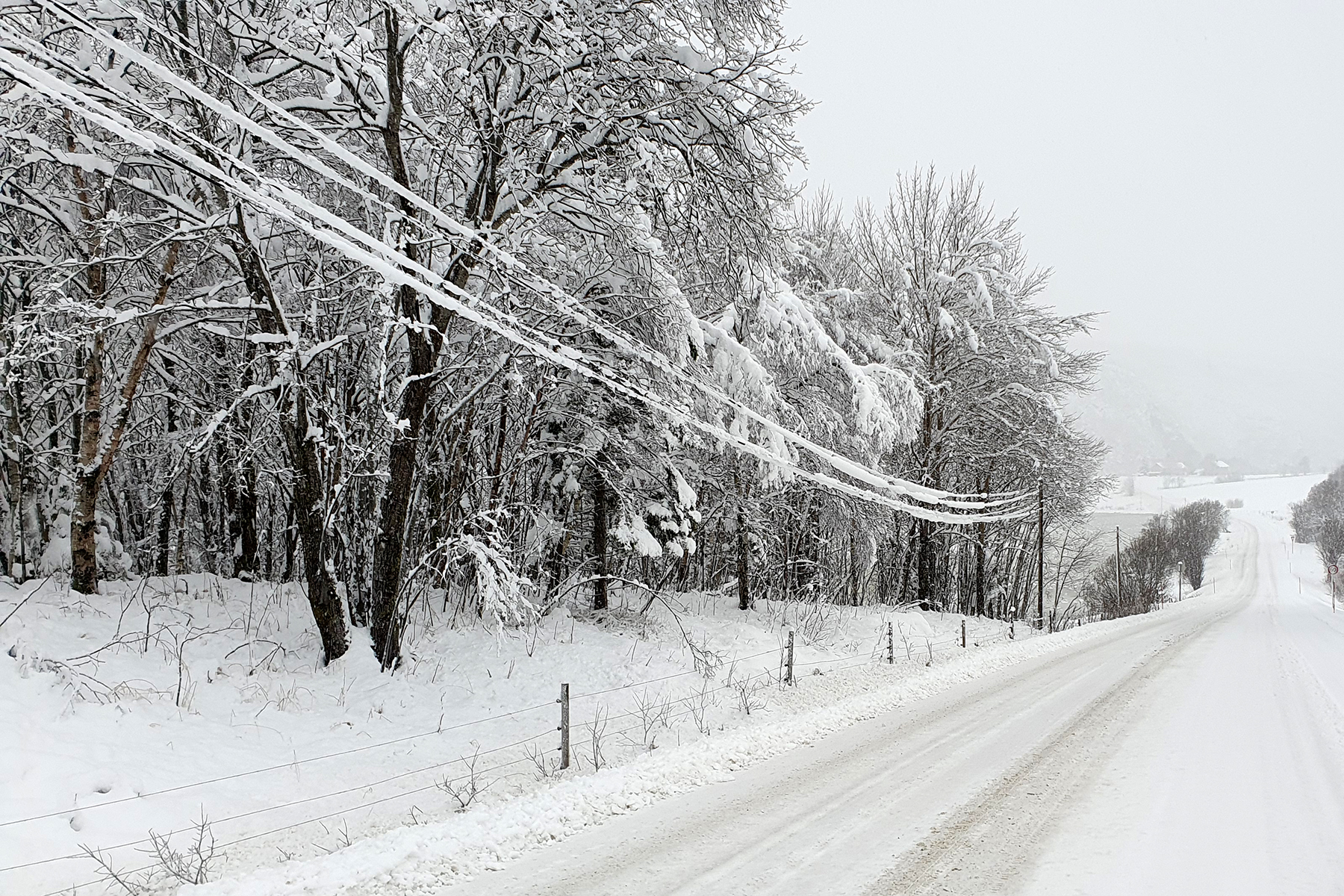 Fiberledningen på Stamnes er snøtung. (Foto: Ove Magne Ribsskog)