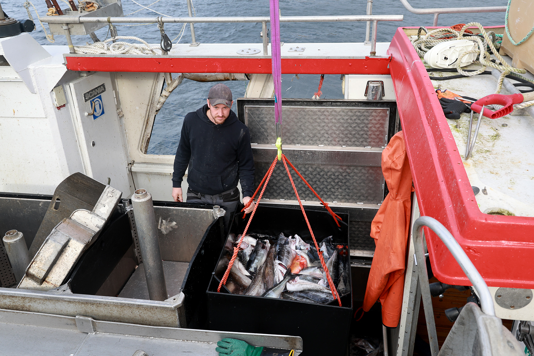 Med ei ny kran p&aring; kaia kan fisken heises opp fra lasterommet.