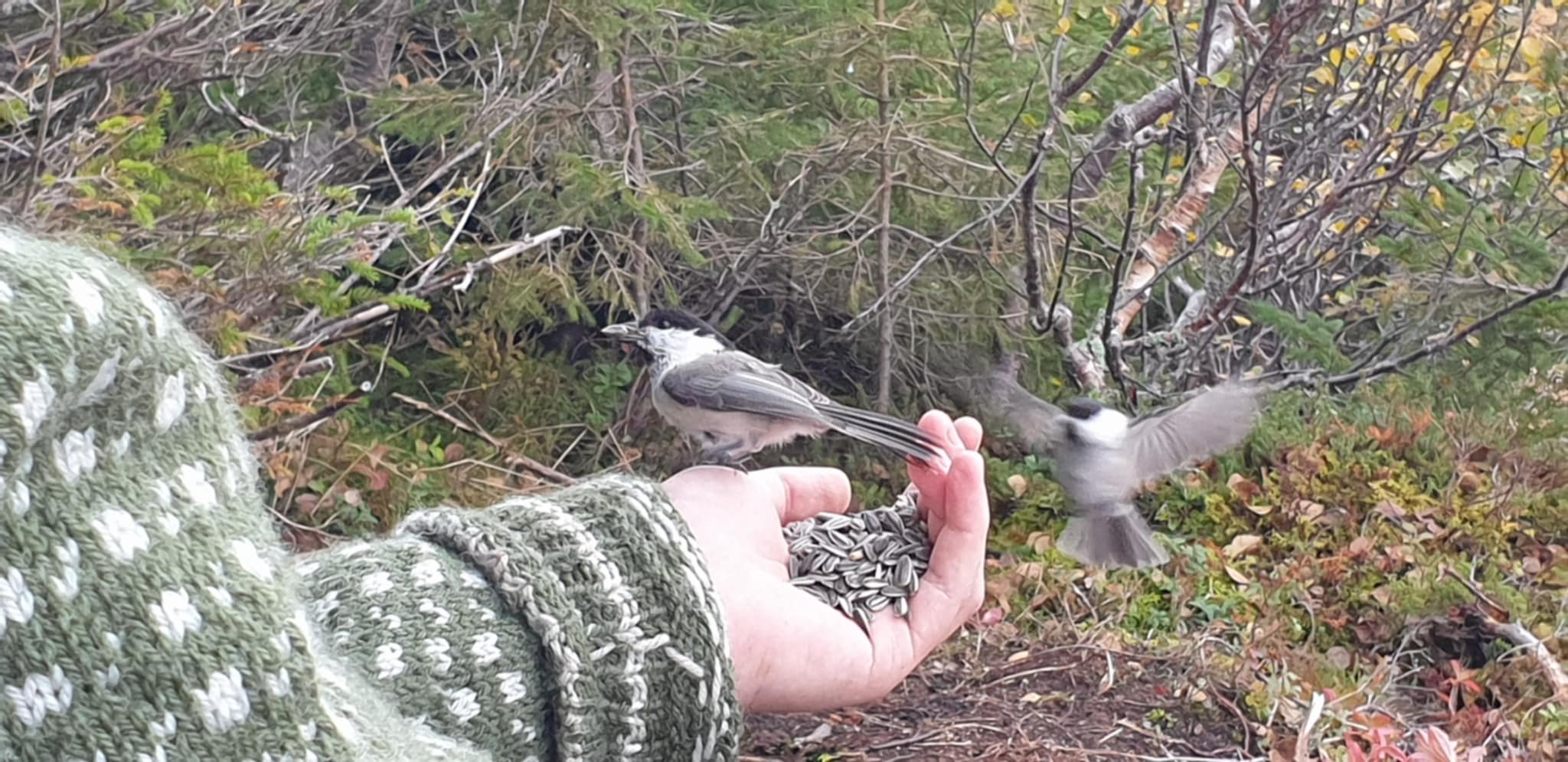 Mating av granmeis. Foto: Frode Morken. 