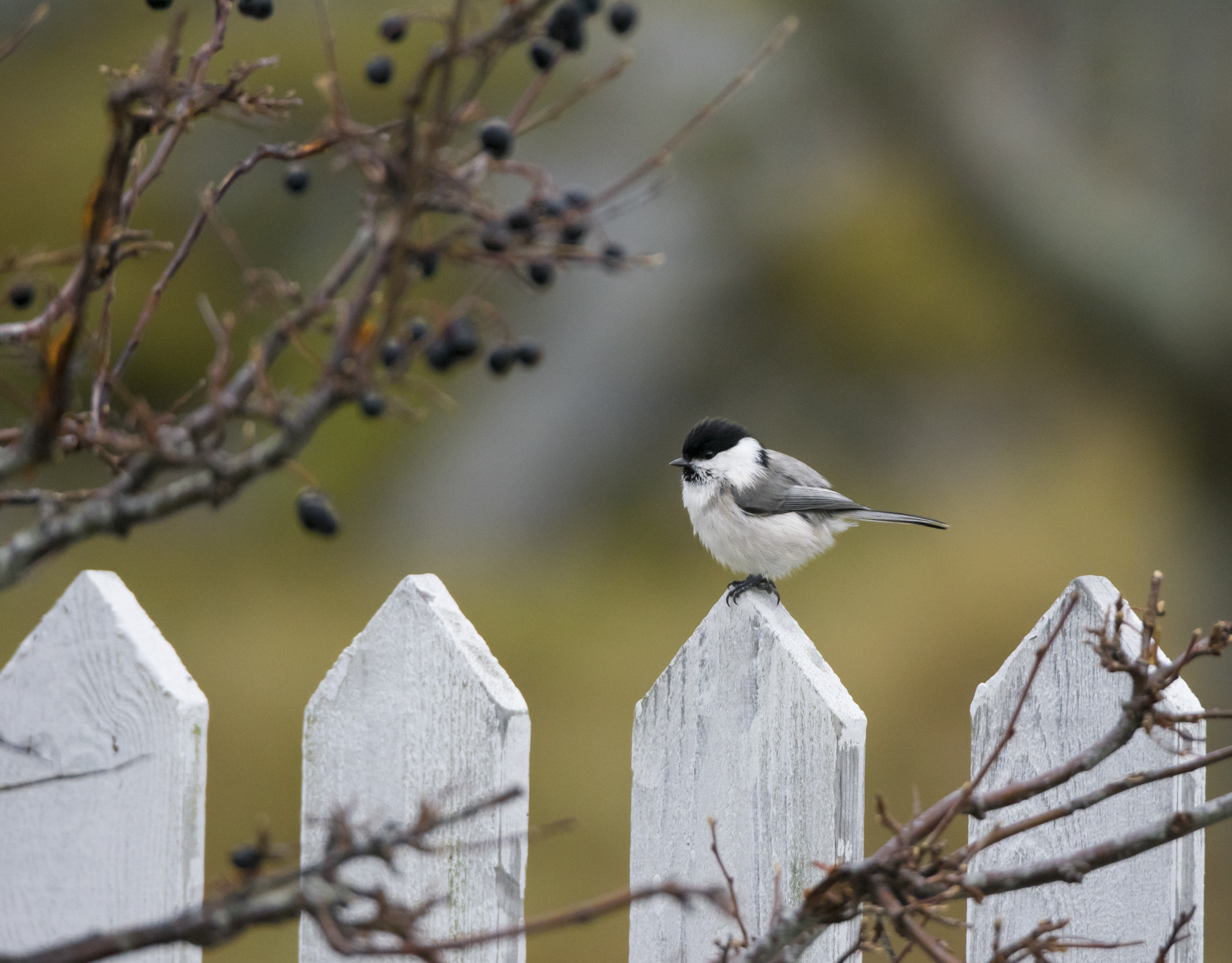 Denne flotte granmeisa er ein av mange fuglar som har vore p&aring; bes&oslash;k til Ole Martin og Wenche. Foto: Wenche Dahle. 