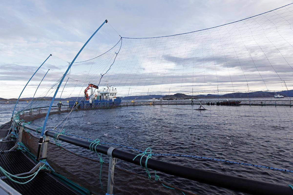 Havbruksnæringa i Flatanger og resten av landet må forberede seg på strengere krav for å redusere problemene med lakselus og rømning. (Arkivbilde)