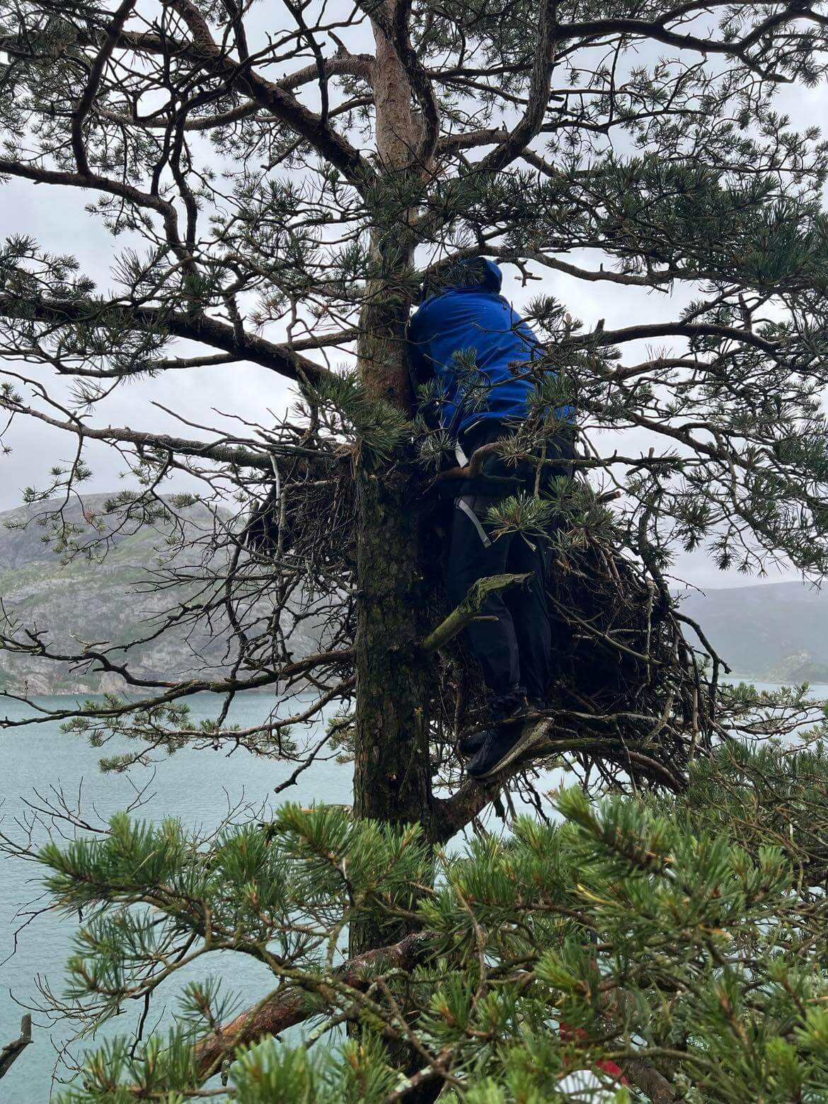 Det m&aring; klatres i tr&aelig;r for &aring; komme fram til reirene som hav&oslash;rna har ungene sine. (Foto: Fredrik Staven)