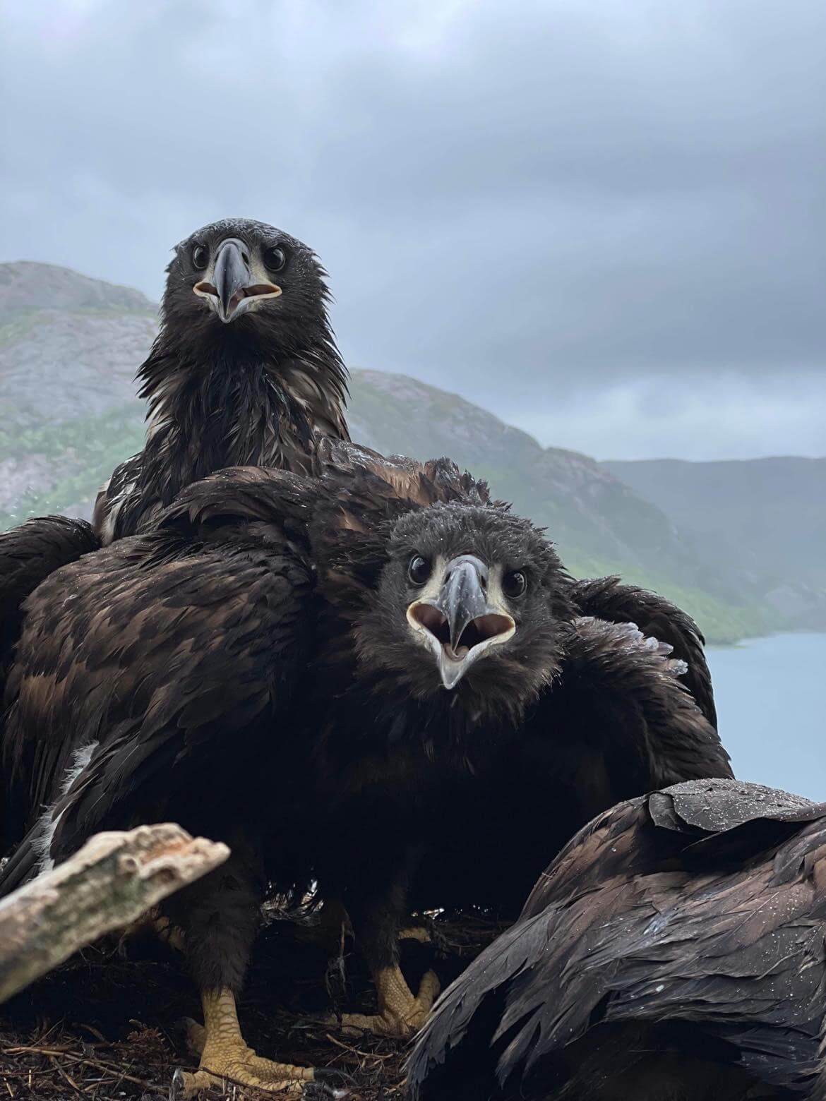 Tre unger i samme reir er sjeldent. Men i dette reiret i en bratt fjellvegg ble to unger tatt med. (Foto: Fredrik Staven)