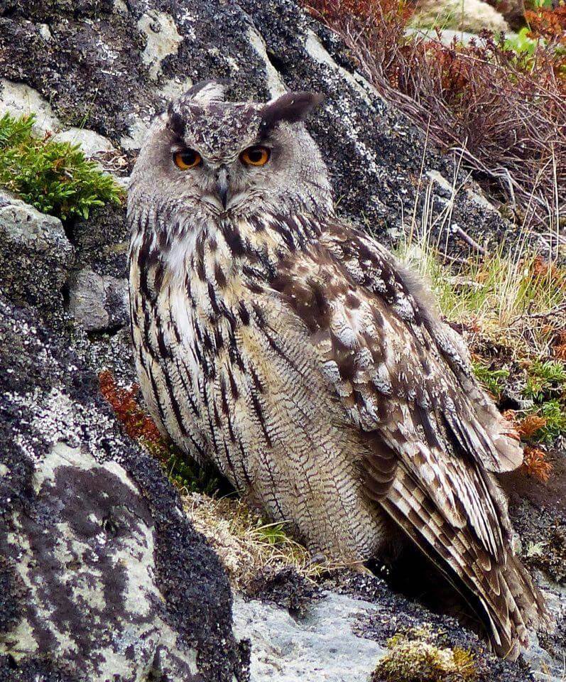 Hubro er på rødlista som utrydningstruet art. (Arkivfoto: Espen R. Dahl)