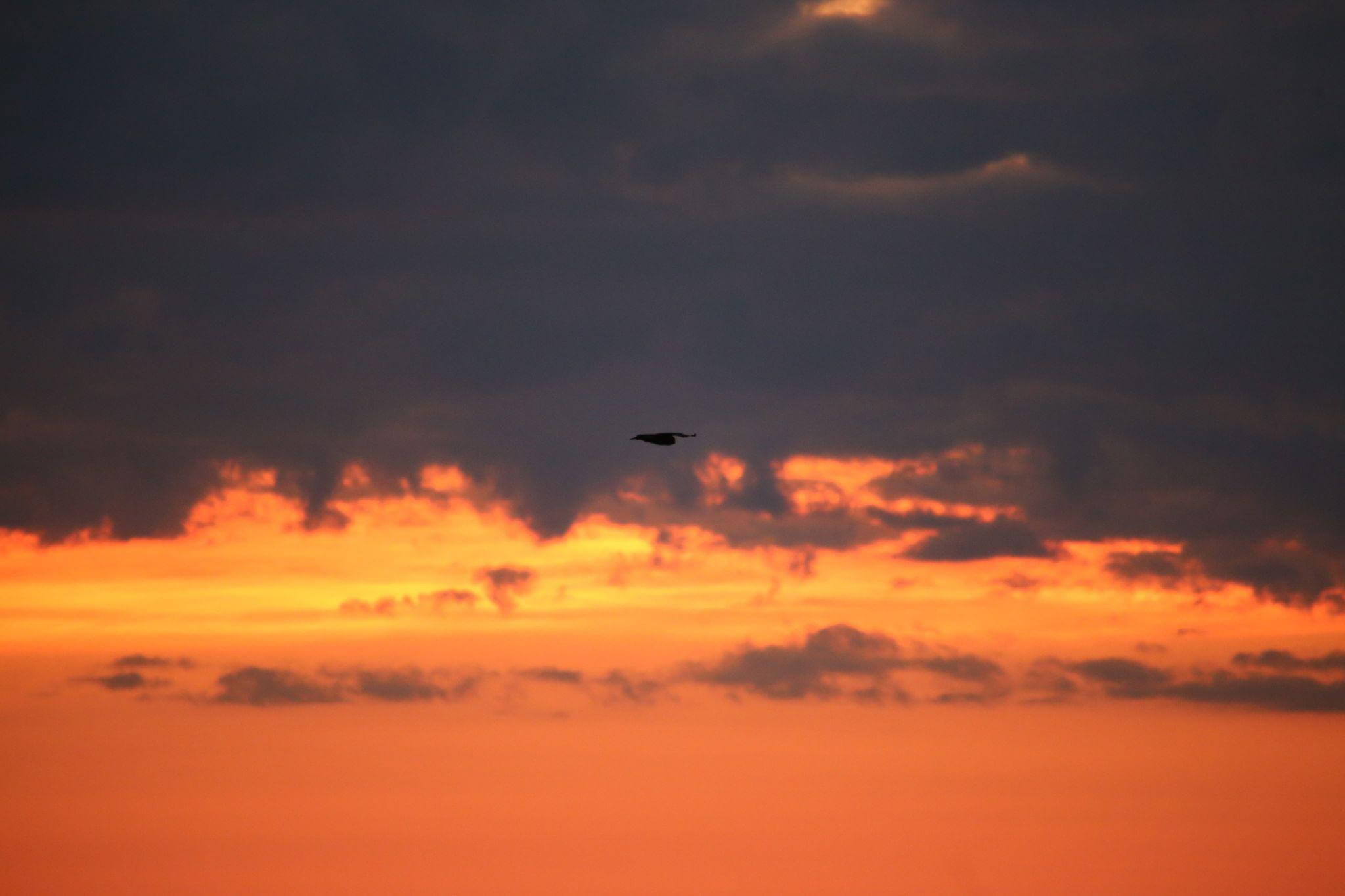 Hubro over Austvika ved Sørmarkfjellet fotografert i 2019. (Foto: Fredrik Staven)
