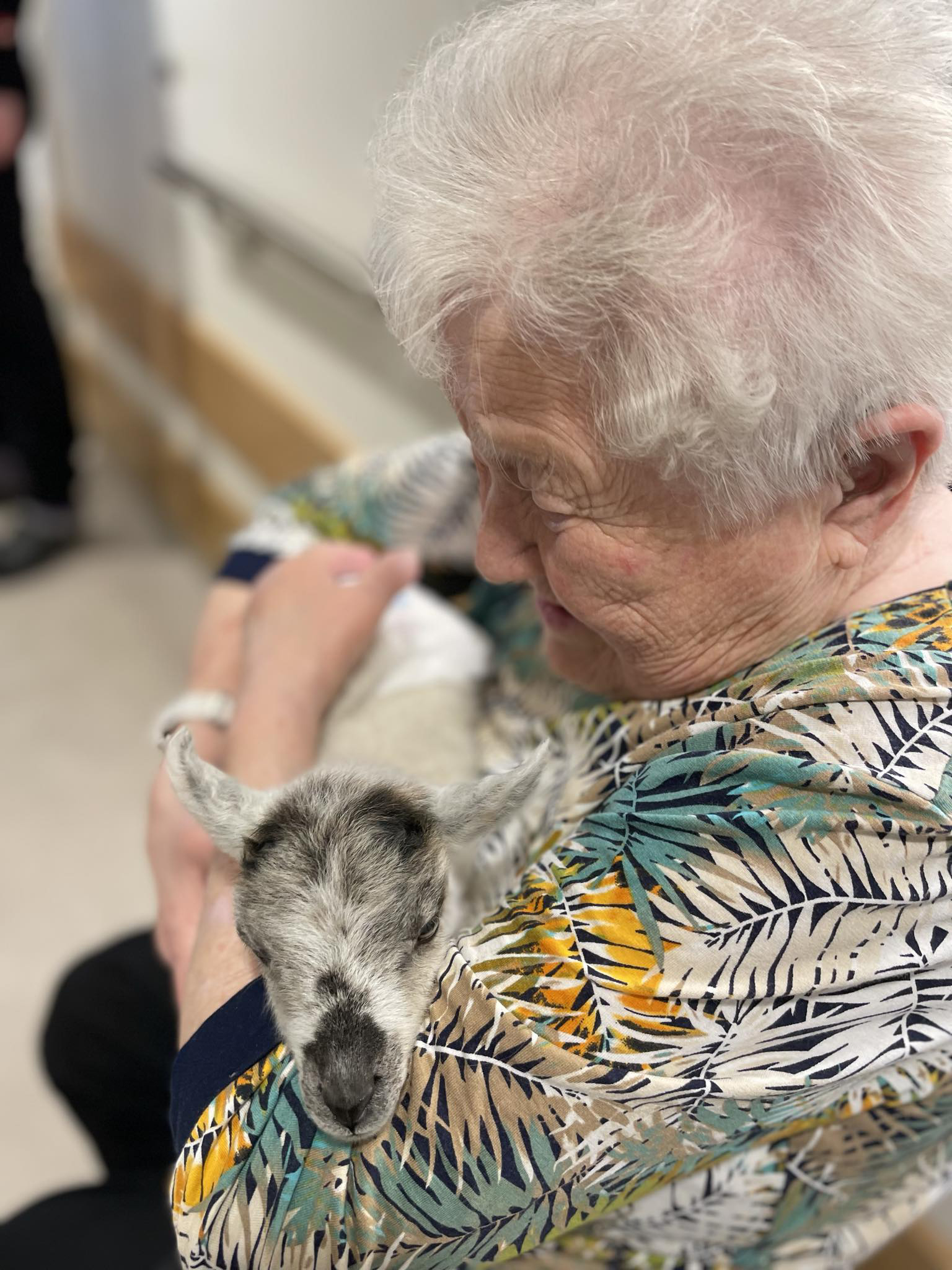 Judith har alltid v&aelig;rt glad i dyr, og det var stor stas da Aase Kristin og Lars tok med seg kopplam p&aring; heimen. (Foto: Privat)