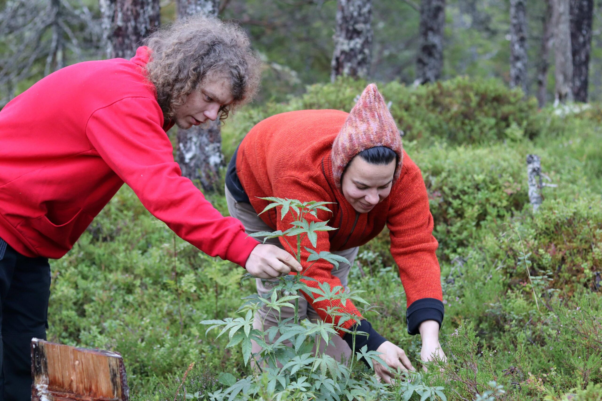 - Dette er Rubus suavissimus, kalt &laquo;kinesisk s&oslash;t te&raquo;. Ikke cannabis, forklarer Eino. 
