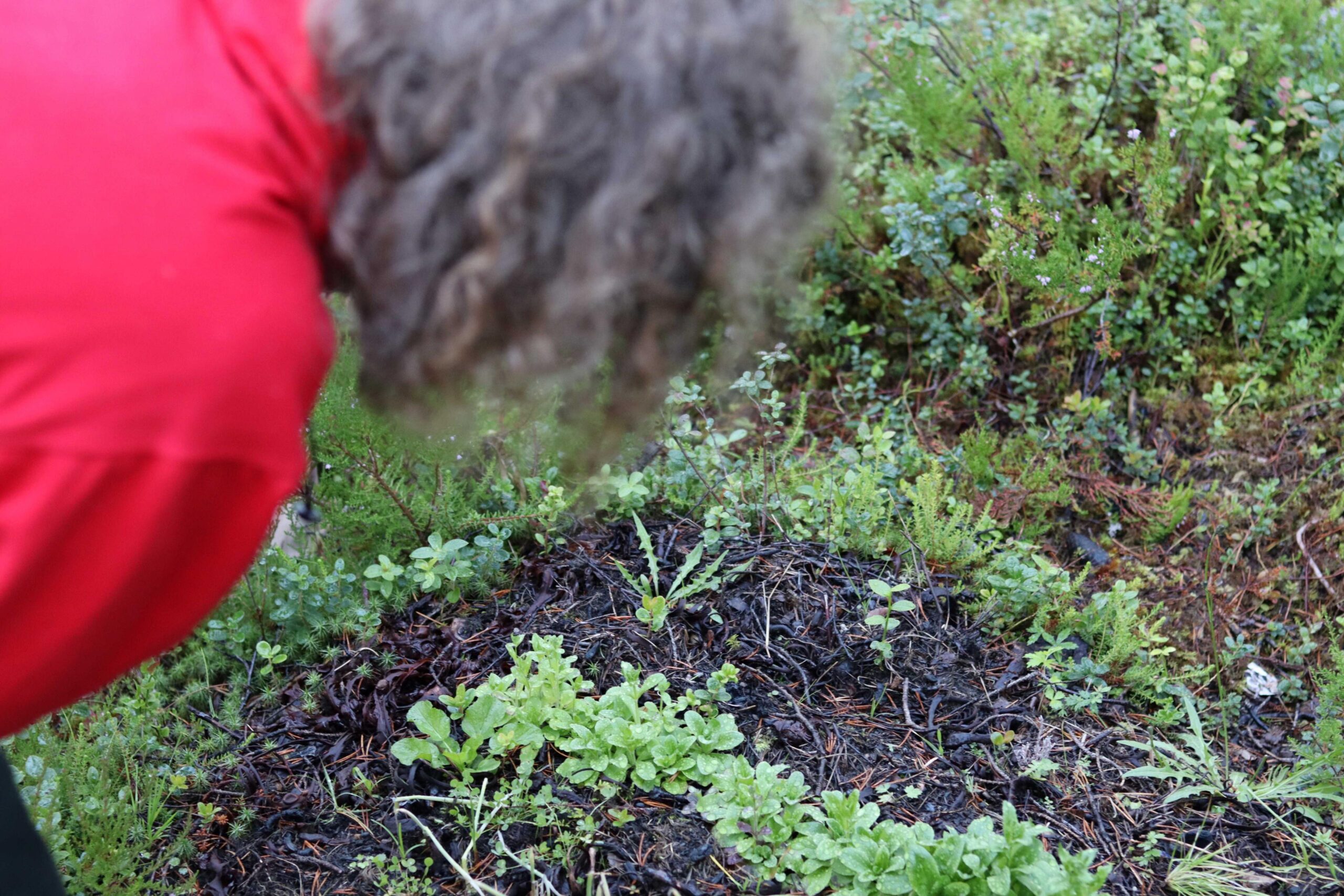 Eino f&oslash;lger daglig med p&aring; alle de ulike vekstene han har plantet. 