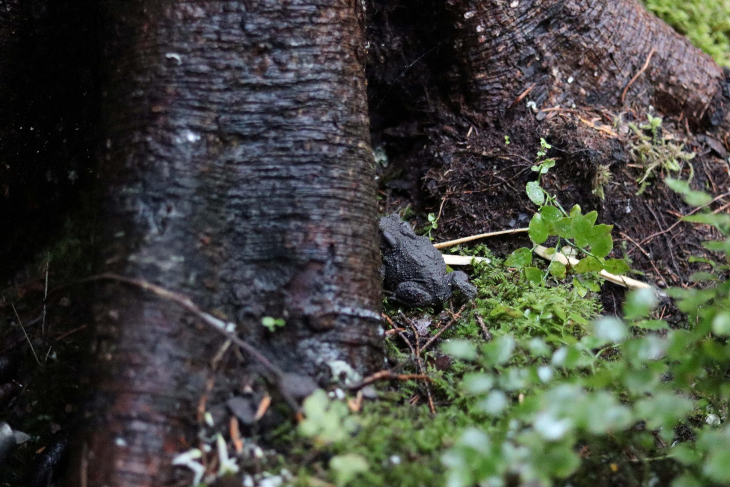 De kjenner godt denne padda som alltid tar livet med ro rundt leiren deres. 