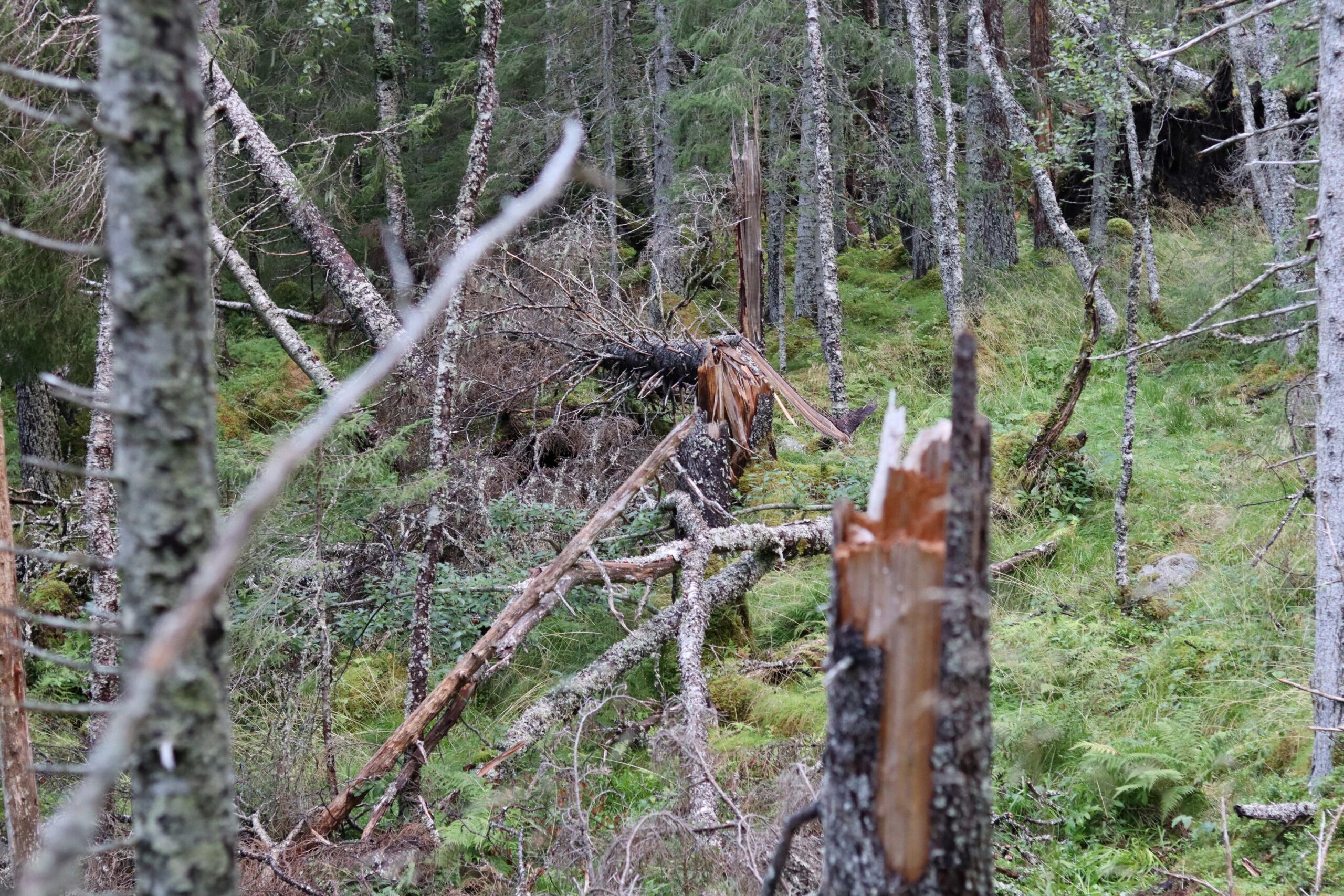 Da Melody og Eino kom tilbake i mai, fikk de se med egne &oslash;yne hvor hard januarstormen hadde v&aelig;rt mot tr&aelig;rne. 
