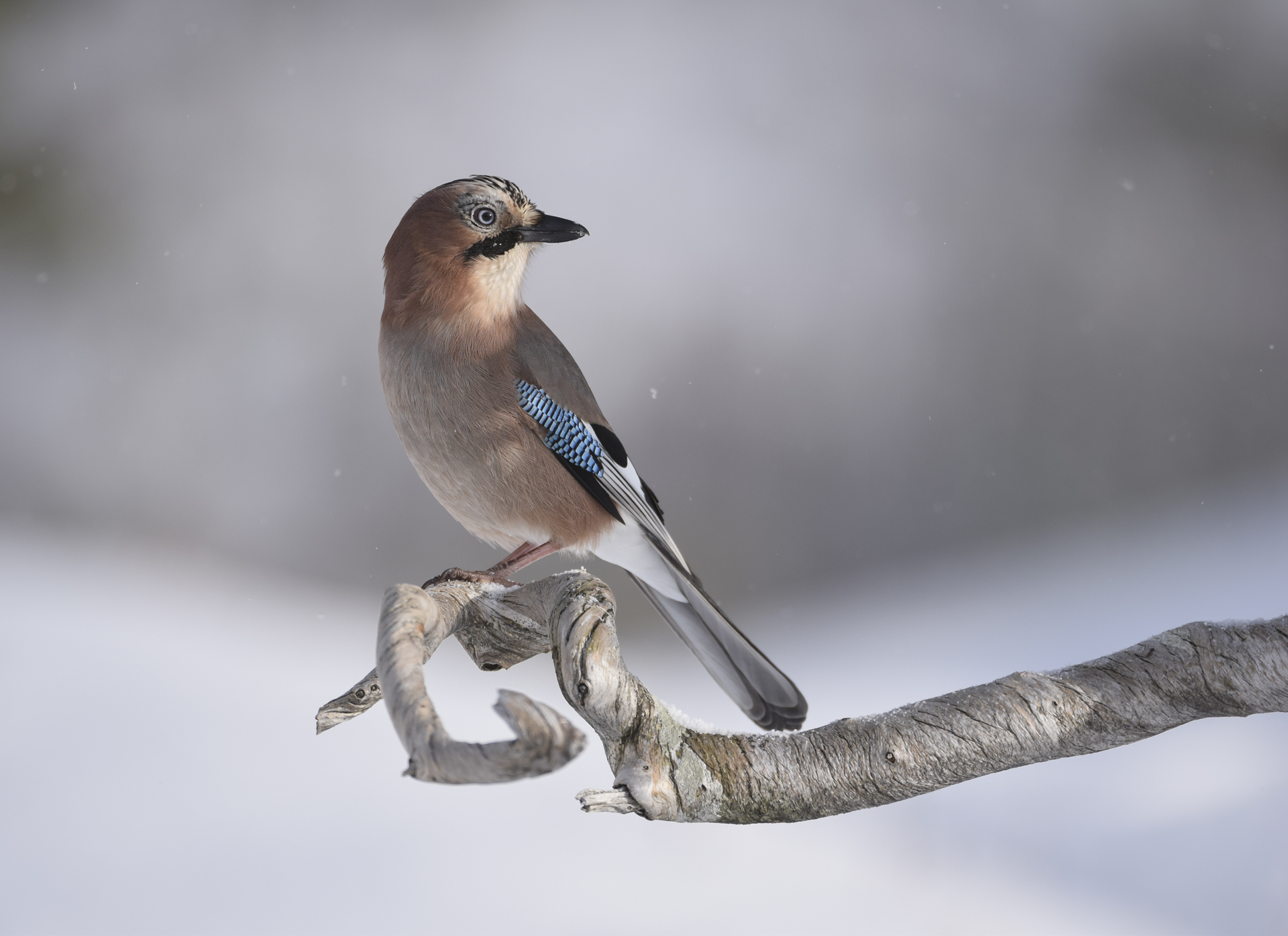 N&oslash;tteskrika, ein vakker kr&aring;kefugl. Foto: Wenche Dahle. 