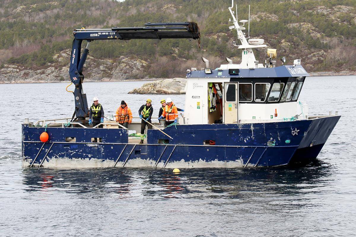 De f&oslash;rste strukturene ble satt ut i sj&oslash;en av folk fra Ocean Tunicell, Aqua Kompetanse og Bj&oslash;r&oslash;ya onsdag.