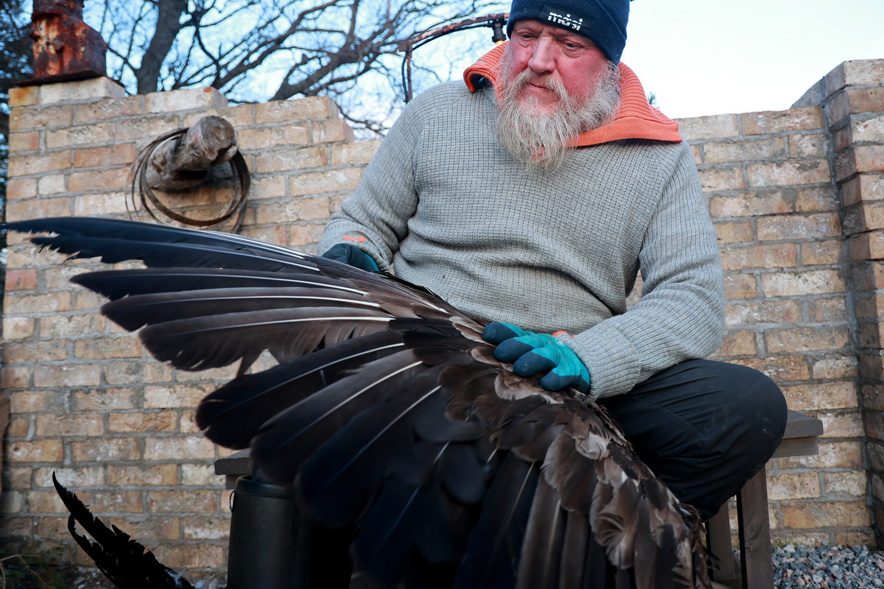 Hav&oslash;rna har litt av en fj&aelig;rprakt.