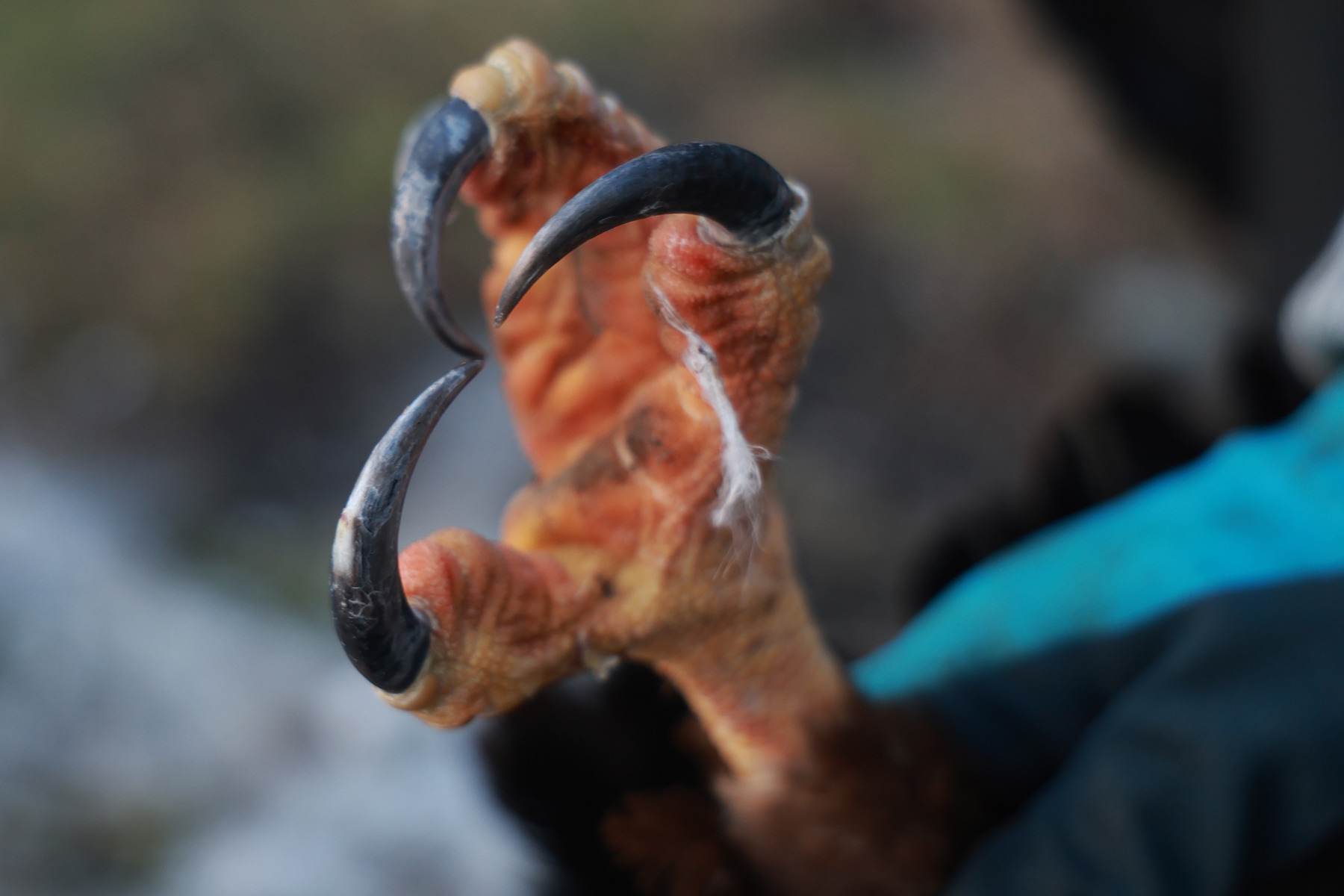 Kl&oslash;rne p&aring; hav&oslash;rna er et mektig redskap.