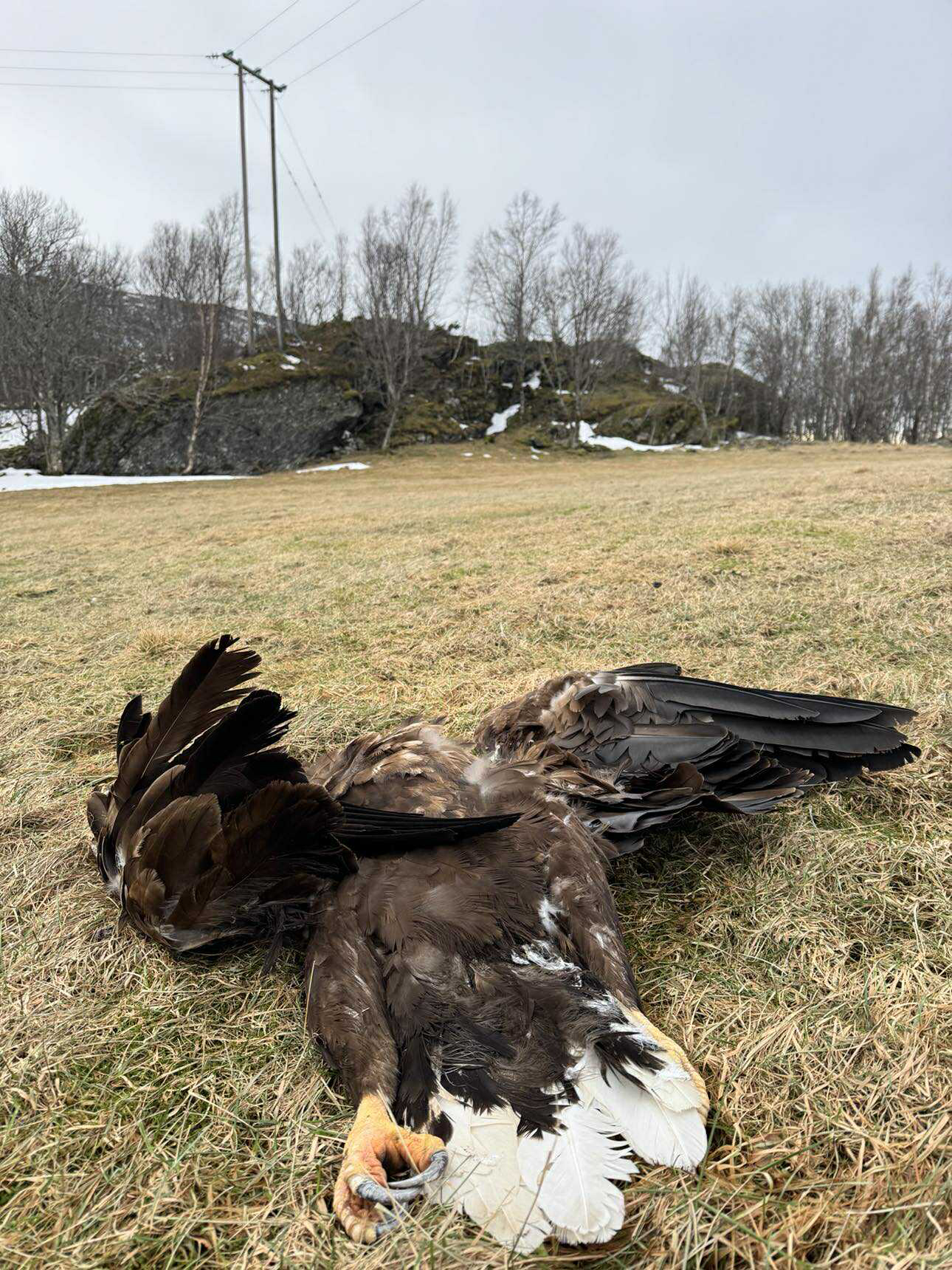 Hav&oslash;rna ble funnet nedom kraftlinja, som &oslash;rna nok har hatt et ublidt m&oslash;te med. (Foto: Ole Martin Dahle)