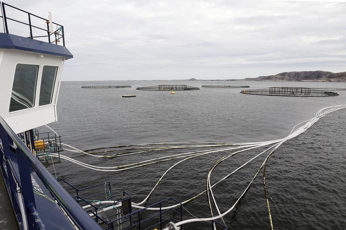 Grunnrente på oppdrettsnæringa kan for Flatanger bety null i ekstra inntekt. (Arkivfoto)