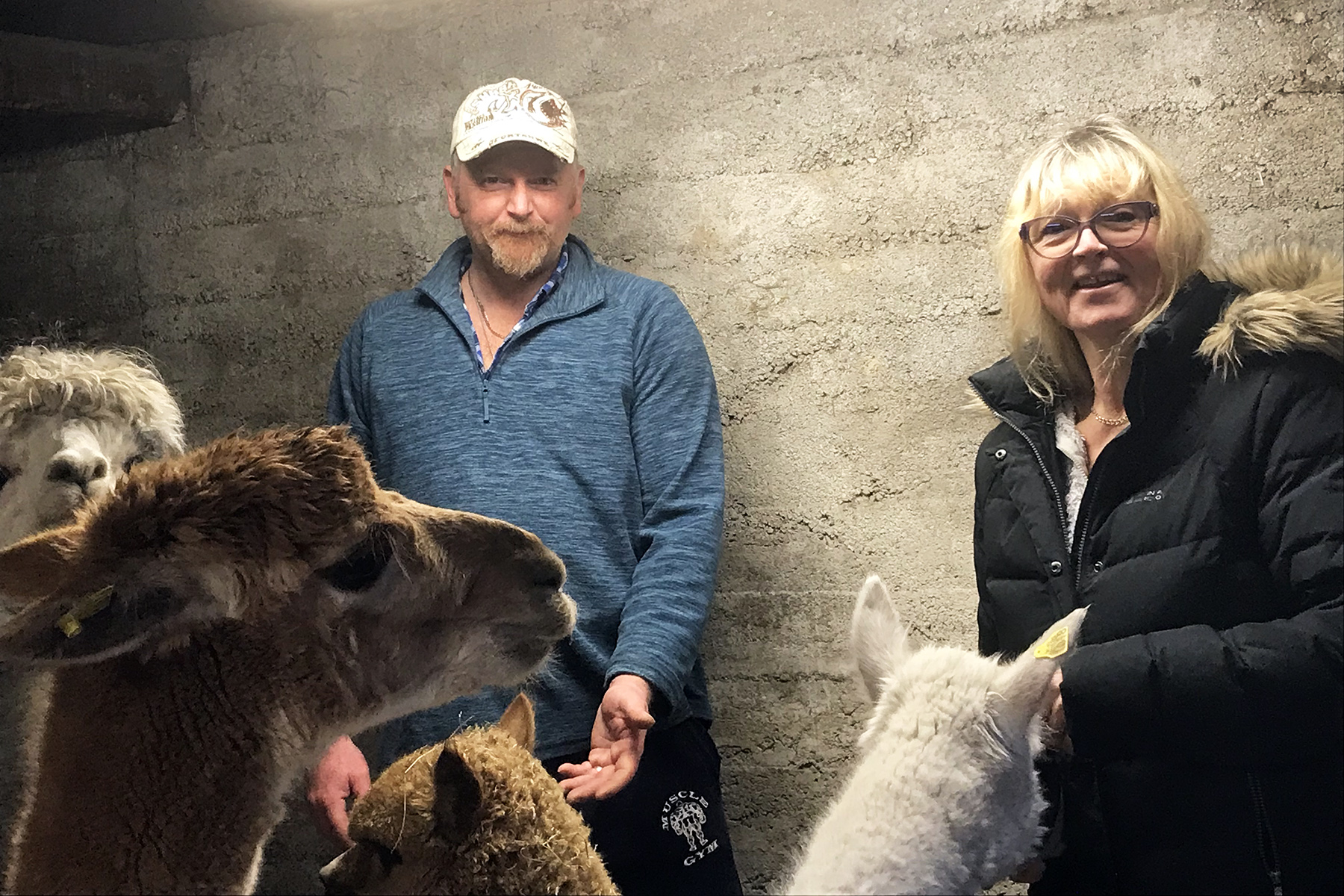 Paul og Marita har handla inn fire alpakkaer, som får godt stell på Hårnes.