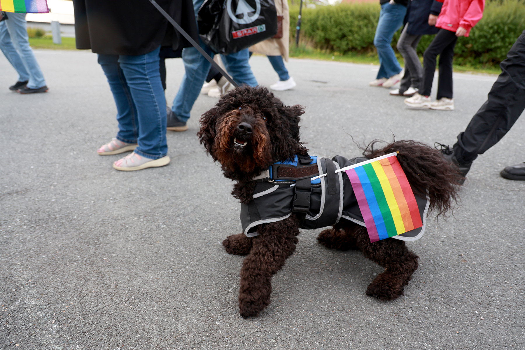 Alle bar Pride-flagg i toget - ogs&aring; de firbeinte!