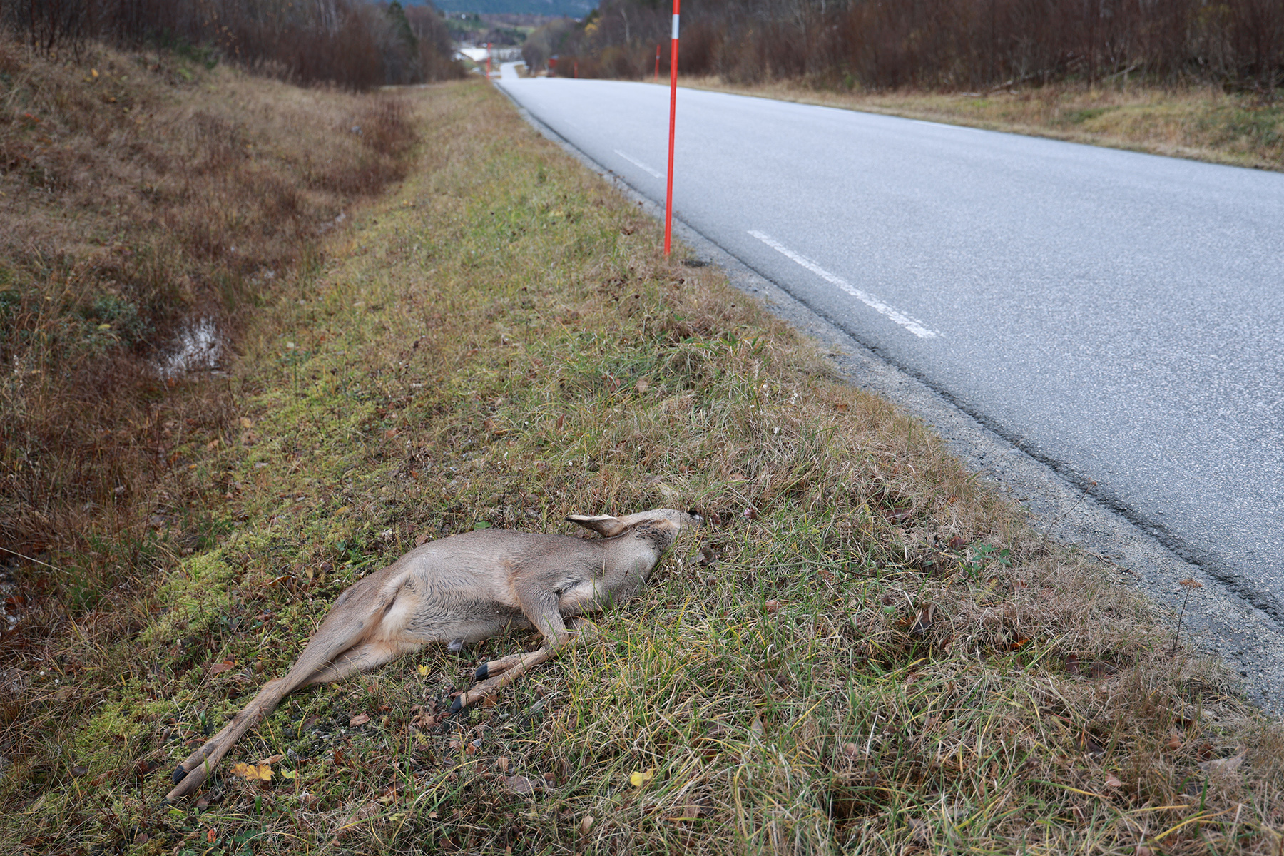 Rådyret har trolig blitt drept ganske momentant i påkjørselen, siden det ble liggende rett ved veikanten. Storlavika i bakgrunnen)