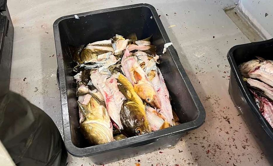 En ting er at 50 prosent forsvinner n&aring;r en yrkesfisker skj&aelig;rer loins ,verre blir det n&aring;r noen glade amat&oslash;rer tar fatt. Her foto Fiskeridirektoratet har tatt under kontroll, bare en stubb over nakkeskinnet var berga. (Foto: Fiskeridirektoratet)