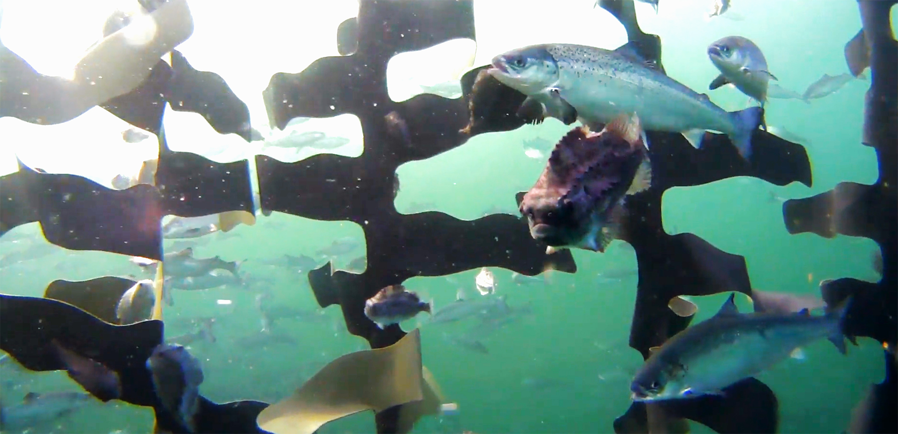 Rognkjeks i vekst, her under et forsøk med ulike stimuleringstiltak og laksemodeller i karet. (Arkivbilde)