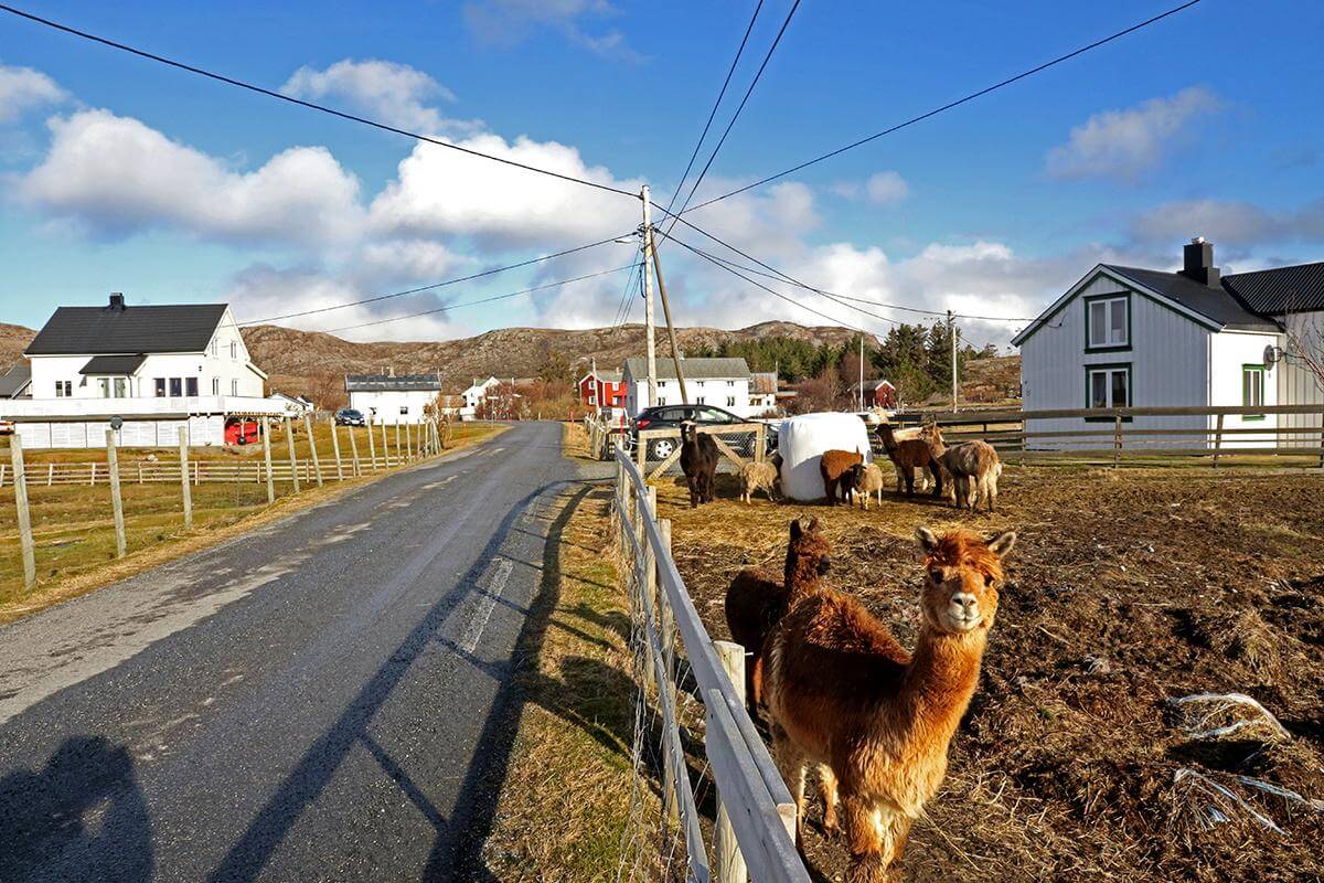 Seter er ferieparadis for mange, og da kan de treffe på disse alpakkaene som beiter ved veien.