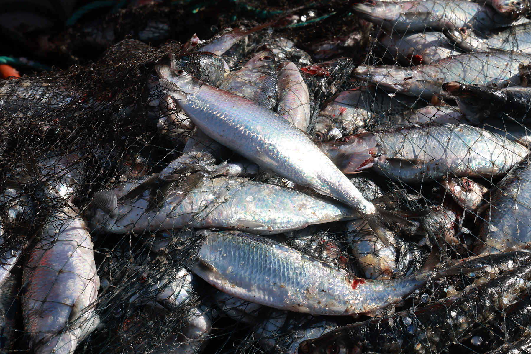 Fin sild ligger og glinser i baljene og båten på Stranda. Fiskeren gir bort til alle som vil ha.