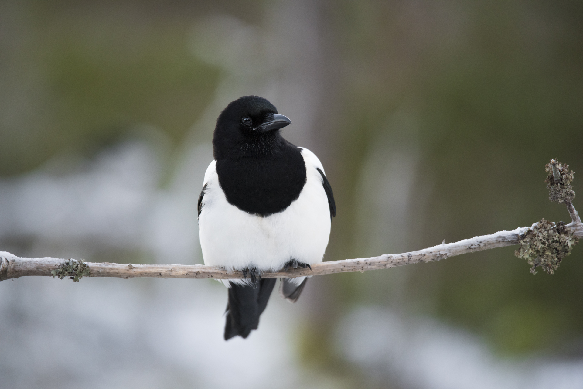 Skjora, ein standfugl som finnest over heile landet har vore trufast gjest hos Helge kvart &aring;r. Foto: Wenche Dahle. 