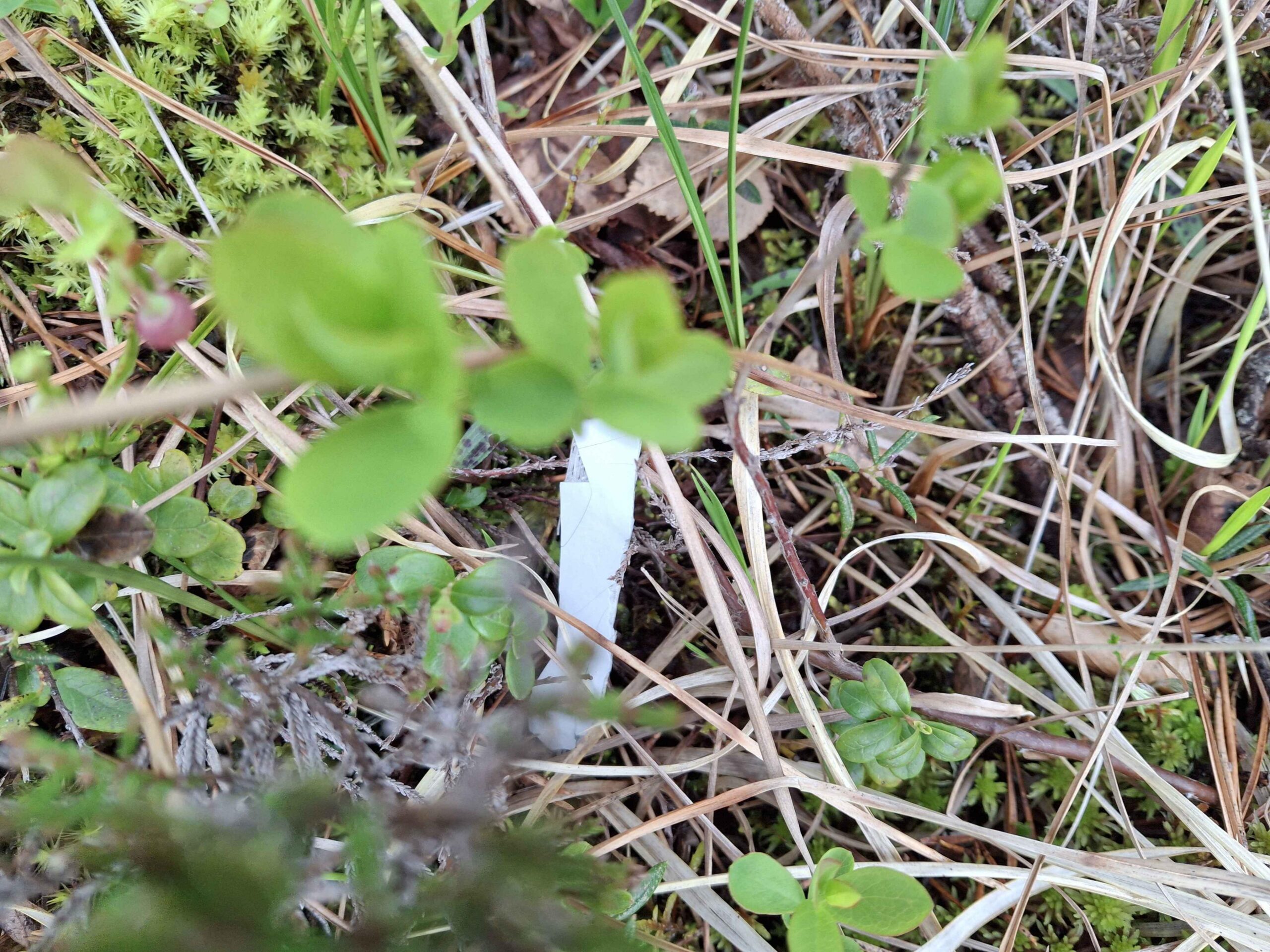 I mai var allerede flere plastbiter grodd ned med v&aring;rens nye vegetasjon. (Foto: Privat)
