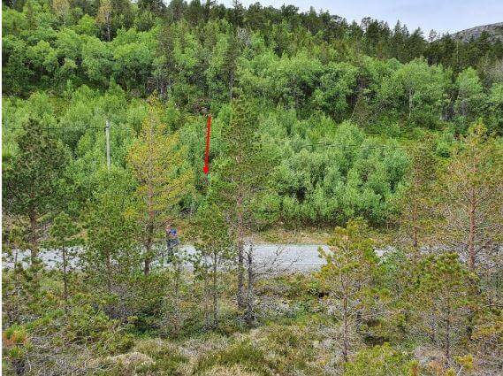 Oversikt over steinalderlokaliteten, som ligger på den andre siden av veien midt i bildet. Rød pil markerer funnsted. Tatt mot nordvest. Bilde fra rapporten. (Foto: Skule Spjelkavik/Trøndelag fylkeskommune)