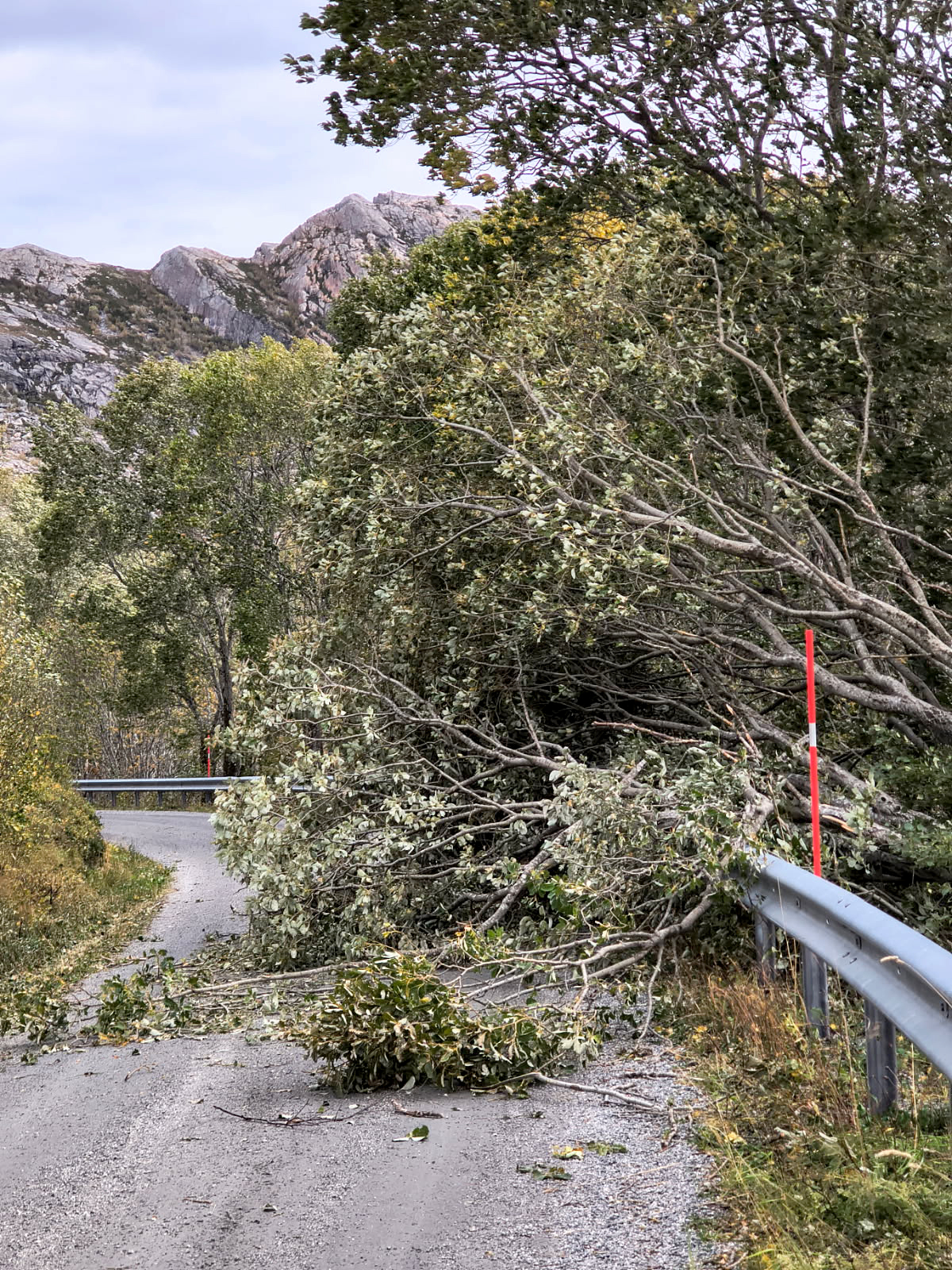 Flere tr&aelig;r bl&aring;ste ned og sperret veien til H&aring;rstad. (Foto: Agnes H&aring;rstad)