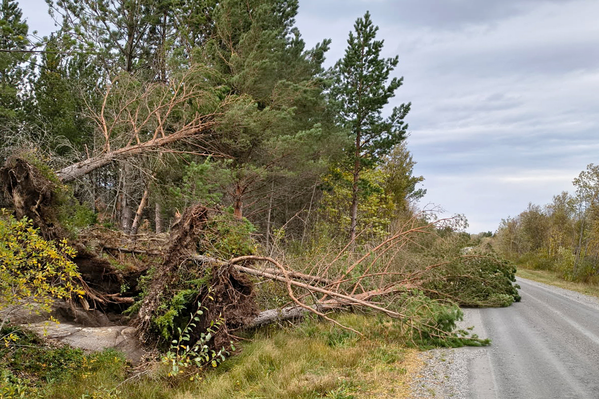 Trefall p&aring; H&aring;rstadstranda. (Foto: Agnes H&aring;rstad)