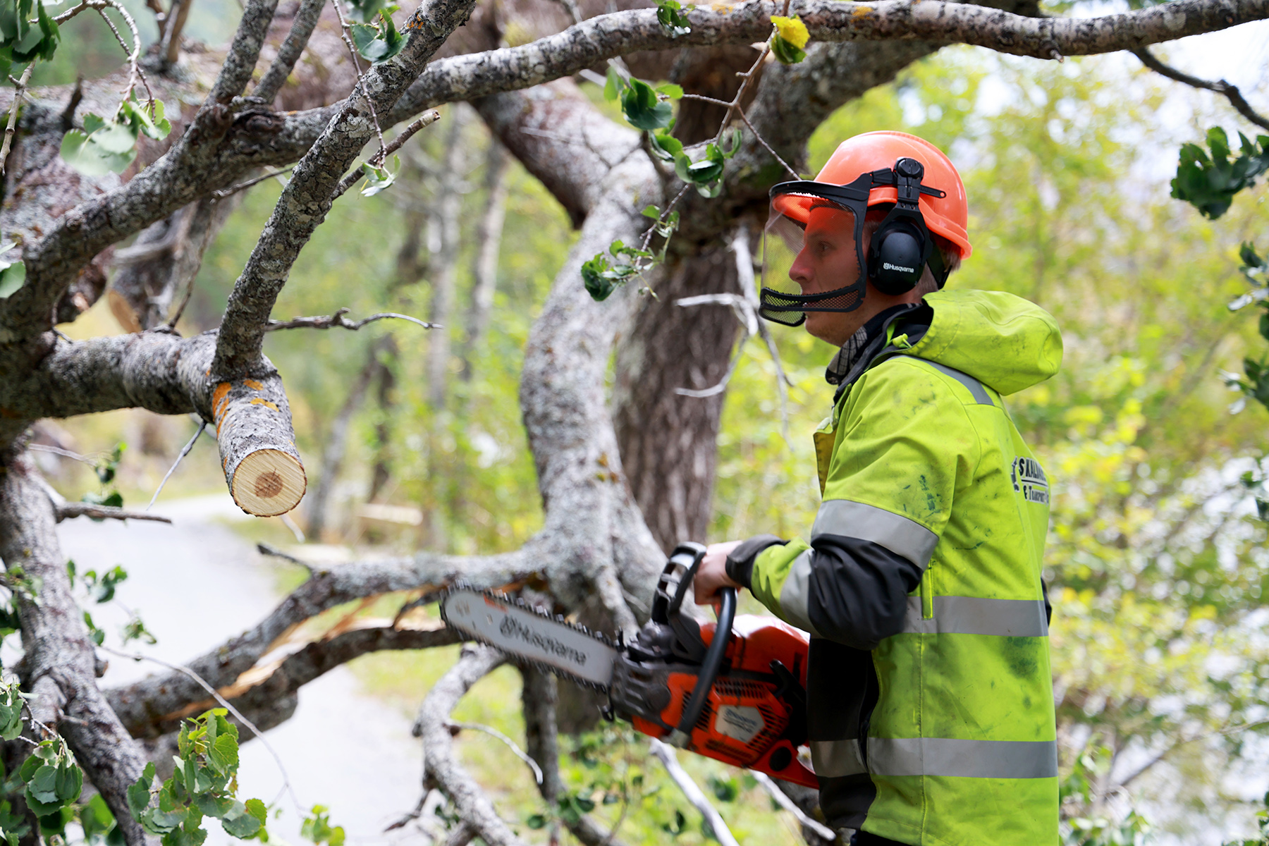 Nok av greiner å ta fatt på...