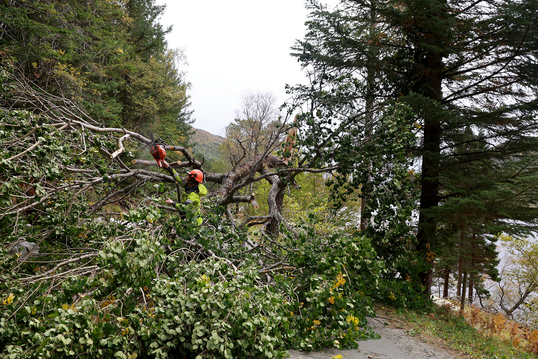 Vedvikveien var helt stengt lørdag morgen, etter at dette treet blåste over ende og dekket hele veien ved Vikvatnet.
