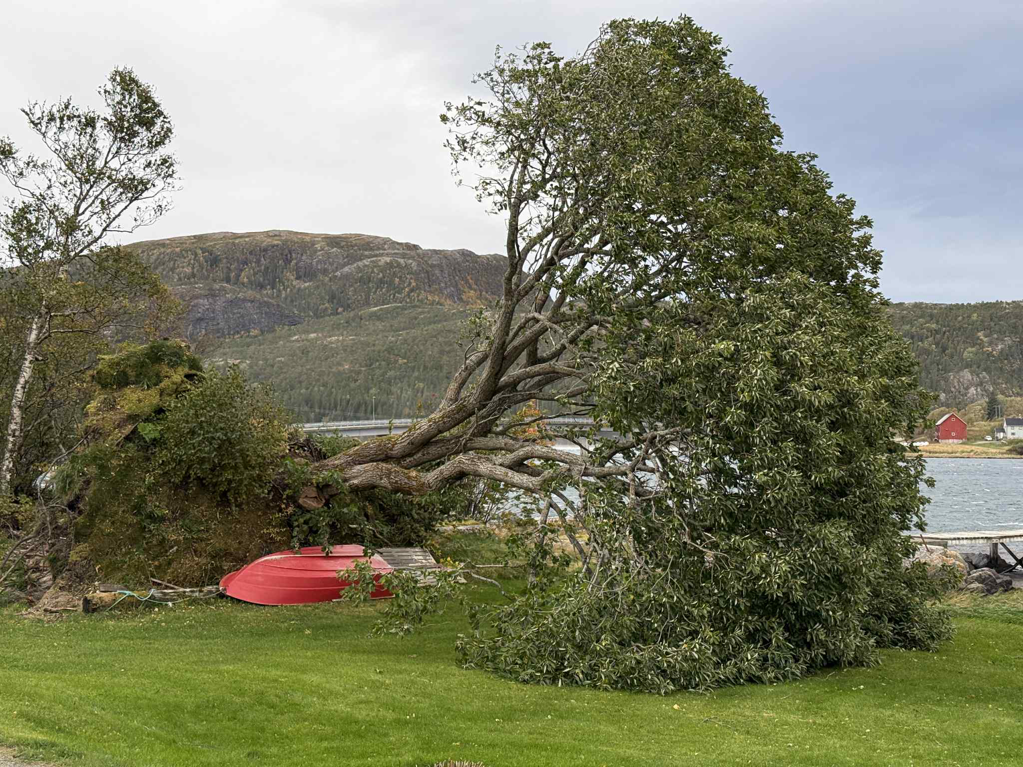 B&aring;ten ser ut til &aring; ha berget, selv om treet falt over i Lauv&oslash;yveien p&aring; Lauvsnes. (Foto: Jens Martin Olsen)