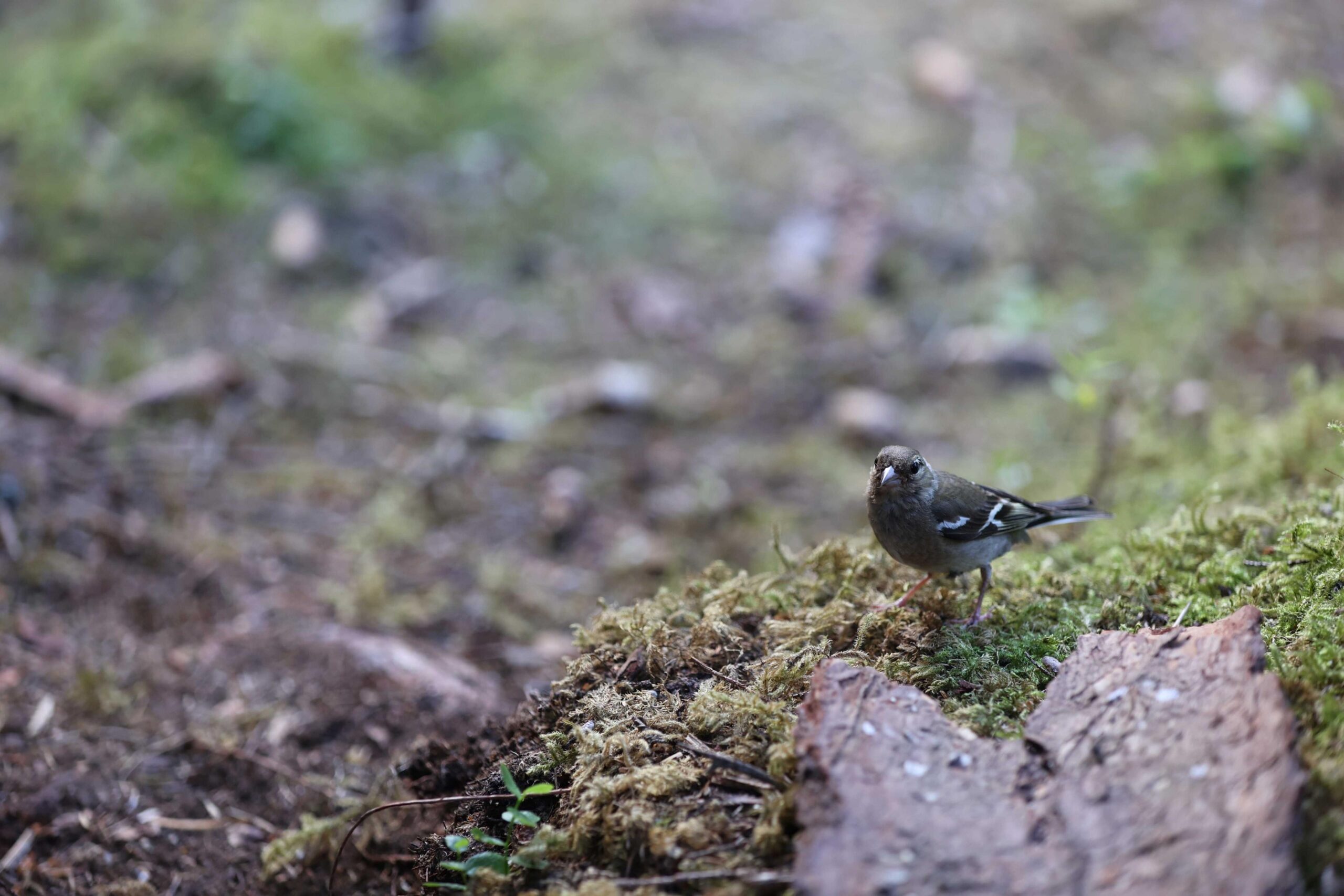 SULTEN SMÅFUGL: Hos Melody og Eino er det trygt å få mat - det vet småfuglene ved Storvatnet. Denne tittet usjenert fram under middagslagingen.