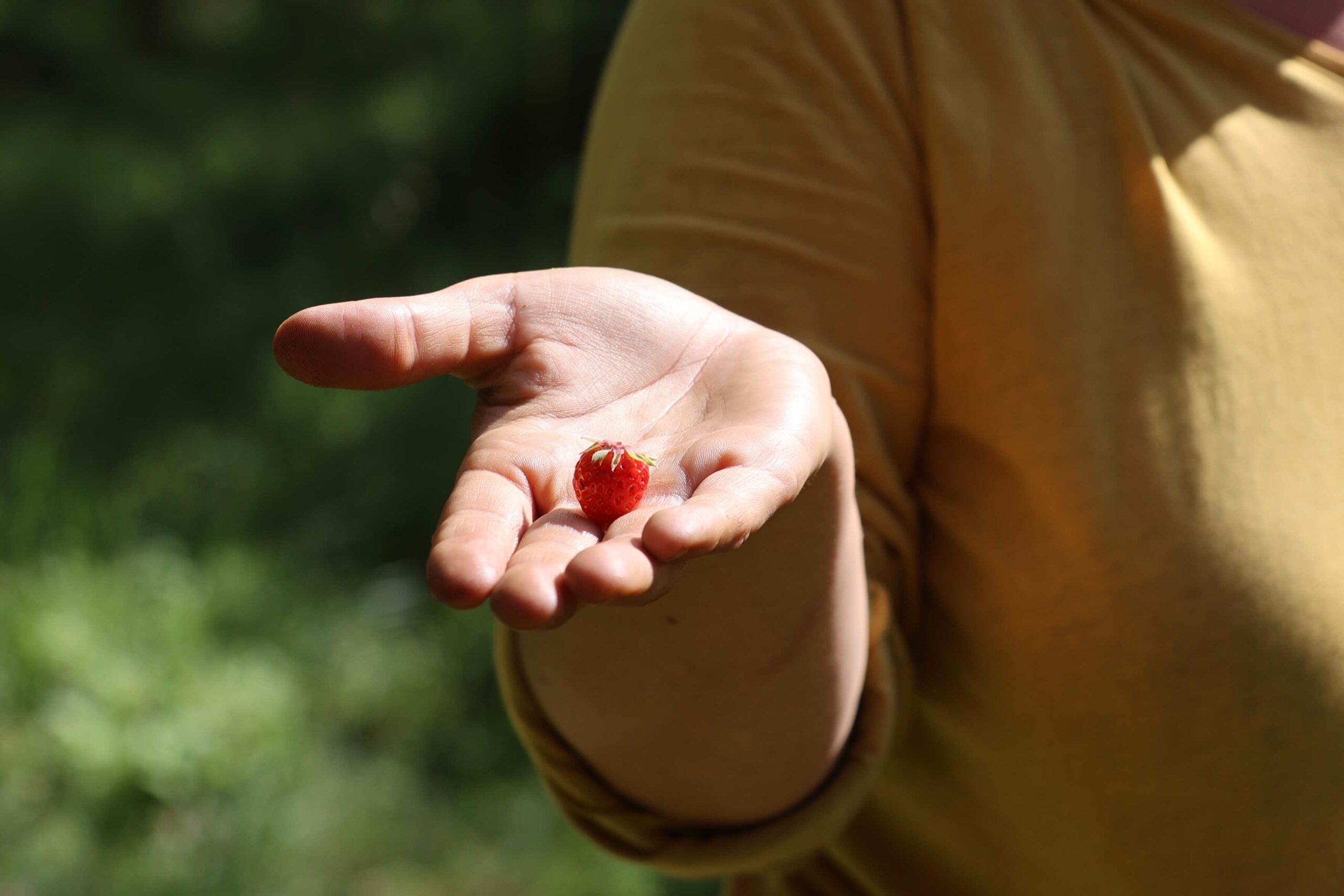PROSJEKTENE BÆRER FRUKTER: Jordbær er blant suksessvekstene til paret.