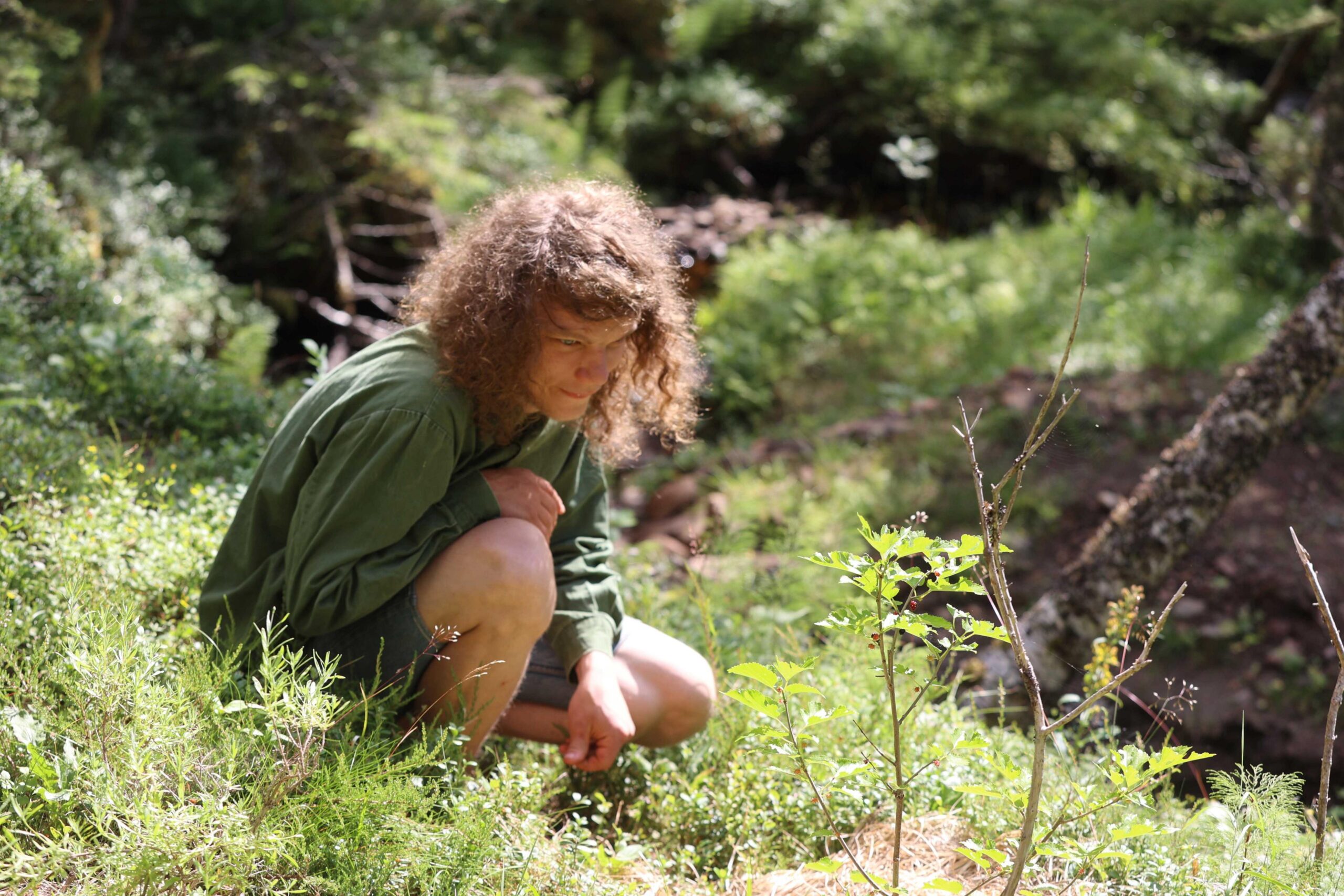 HER BLIR DET HASSEL: Eino følger med på trærnes vekst fra år til år.