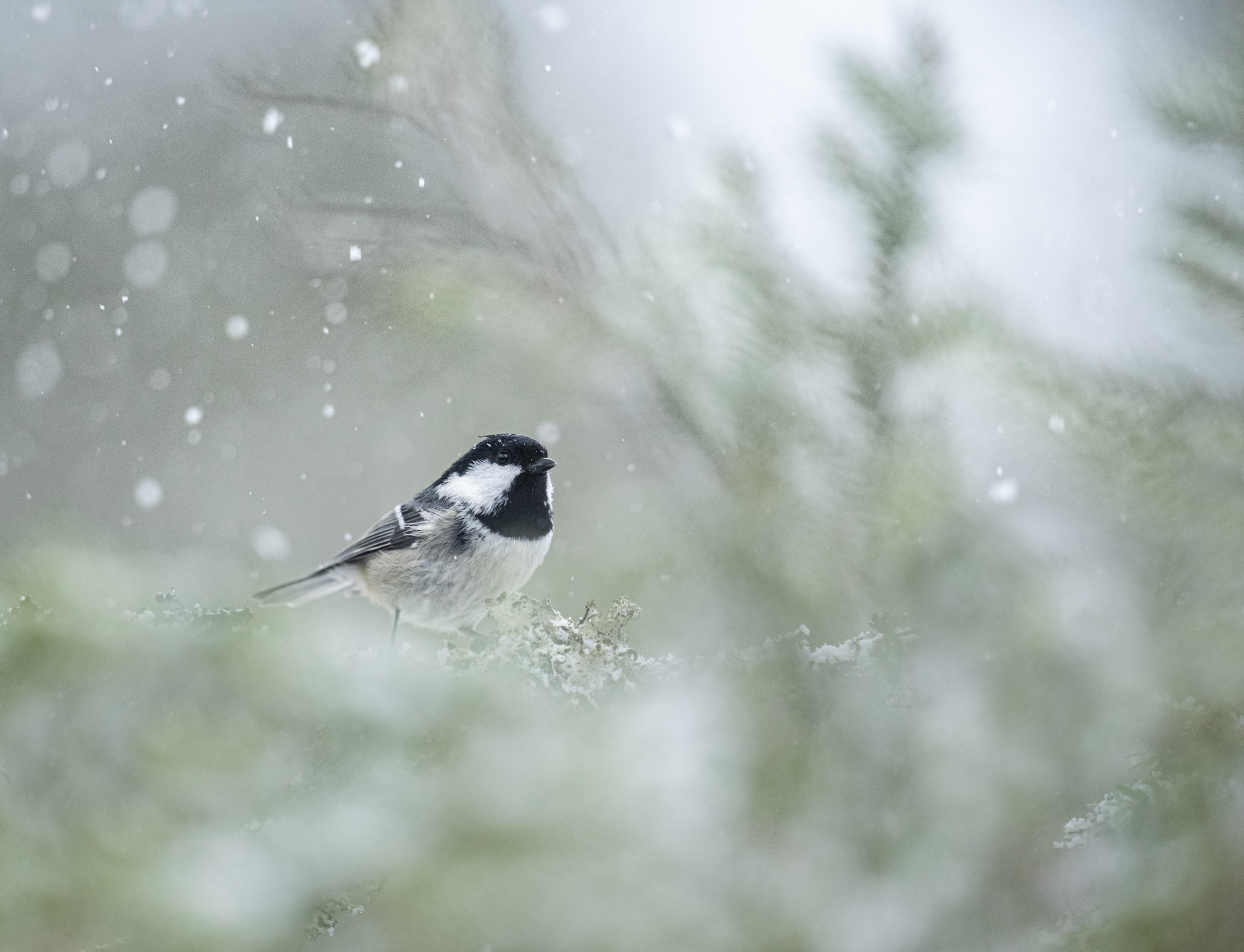 Svartmeisa er den minste av meisene. Foto: Wenche Dahle. 