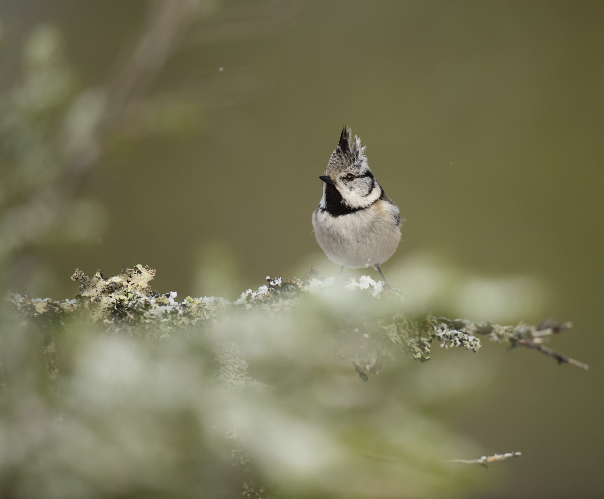 I fjor var det 919 toppmeiser som vart observert, men berre 3 av dei i Flatanger. Foto: Wenche Dahle. 