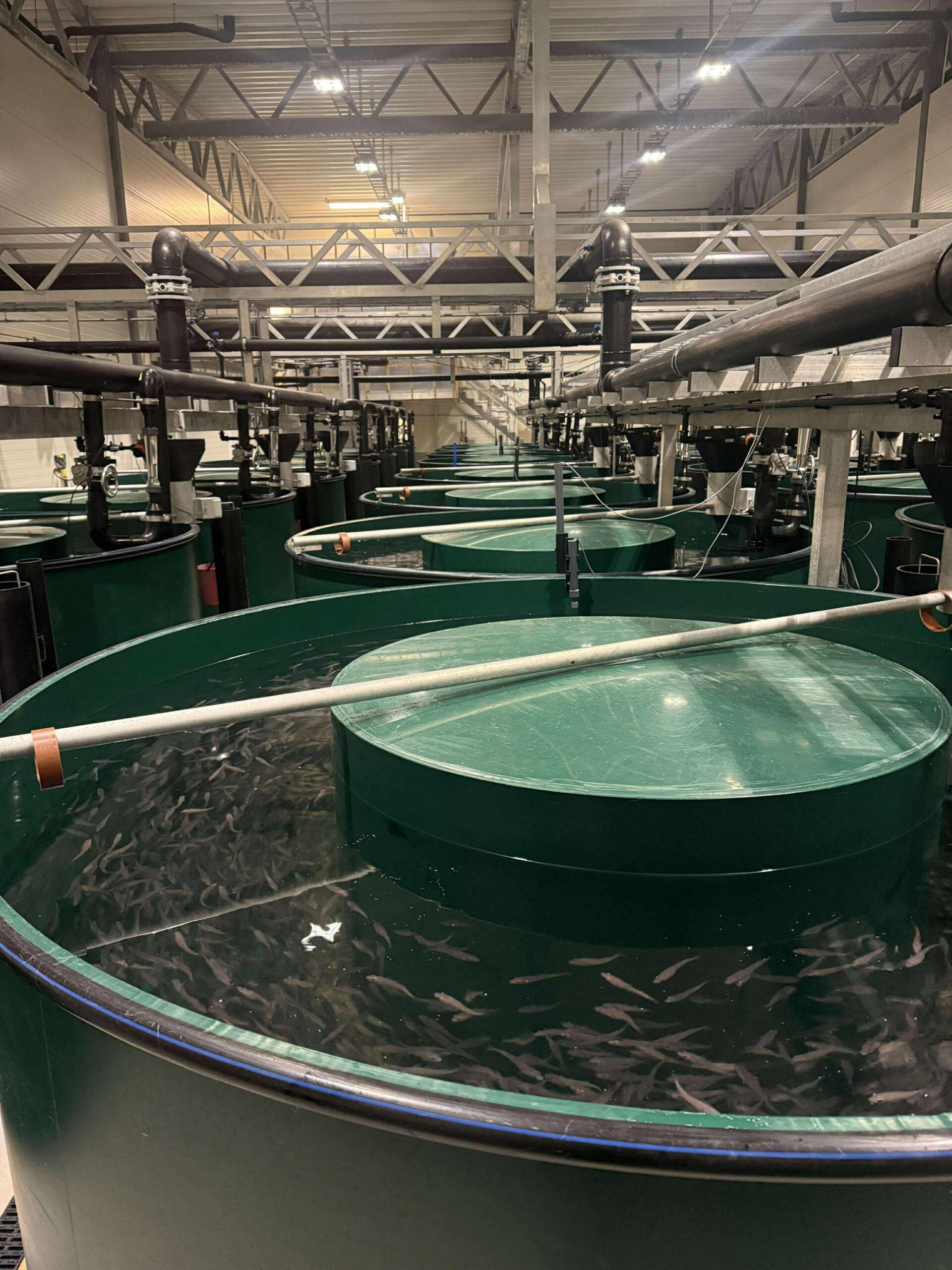 De f&oslash;rste torske-babyene sv&oslash;mmer n&aring; rundt i karene p&aring; Namdal Rensefisk. (Foto: Ine Meland, Namdal Rensefisk)