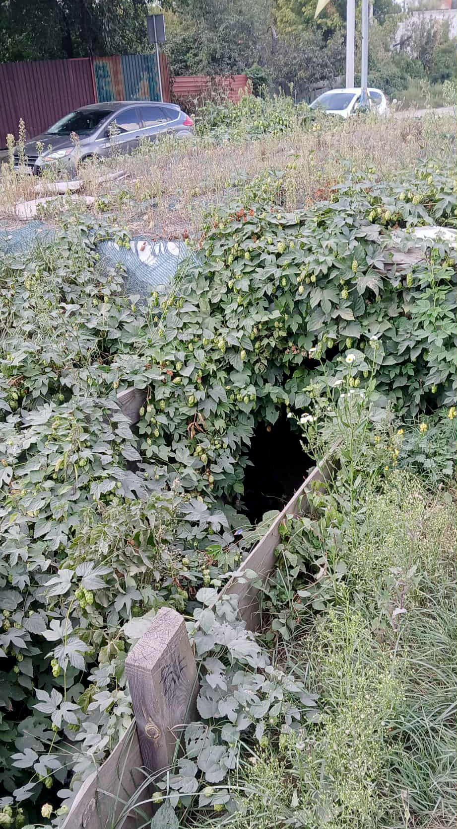 Ved et veikryss lå denne skyttergrava. (Foto: Trond Are Strand)