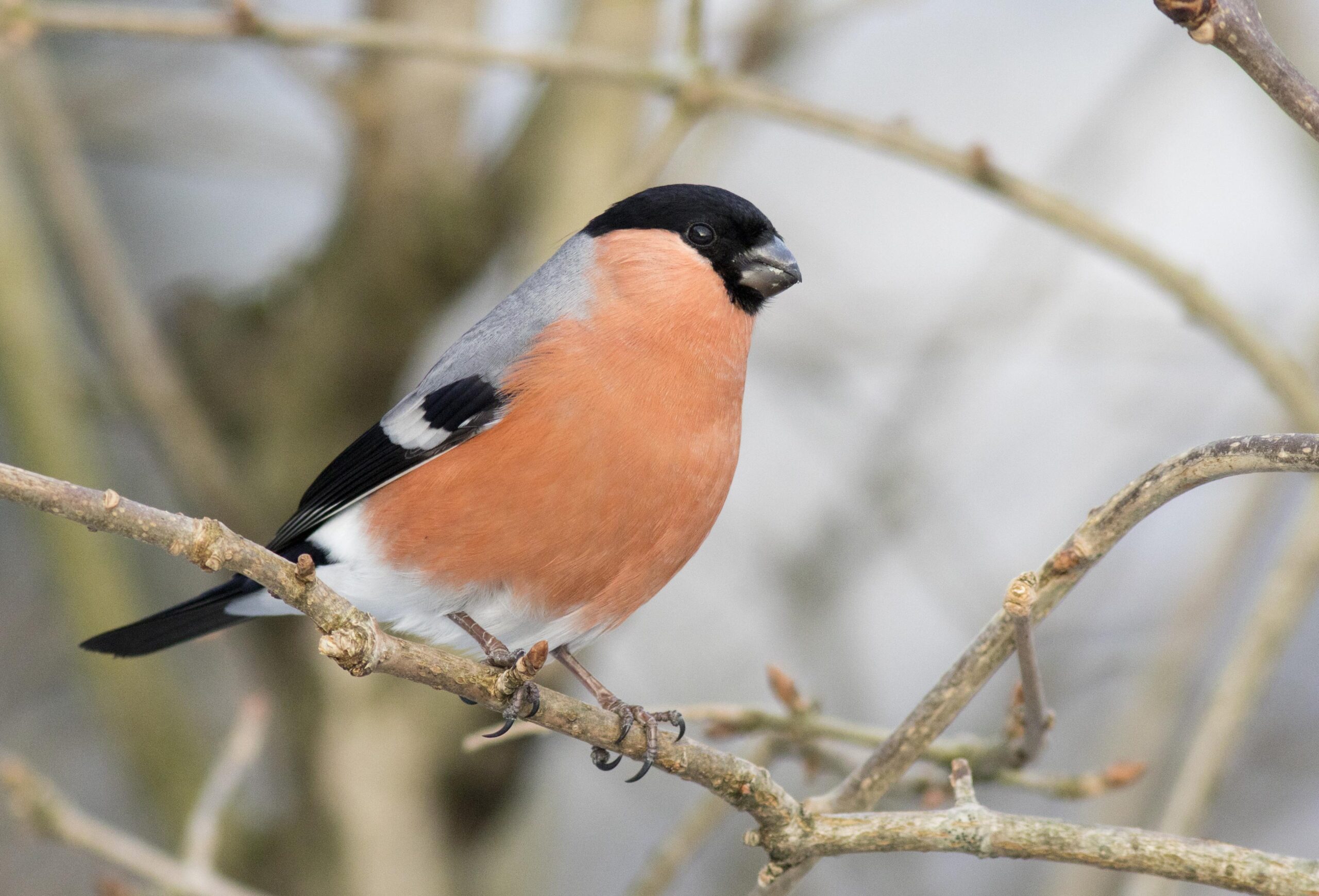 Dompapen er kjent som julefuglen, men har ogs&aring; bes&oslash;kt mange hager i overgangen januar/februar. Foto: Frode Falkenberg / BirdLife Norge