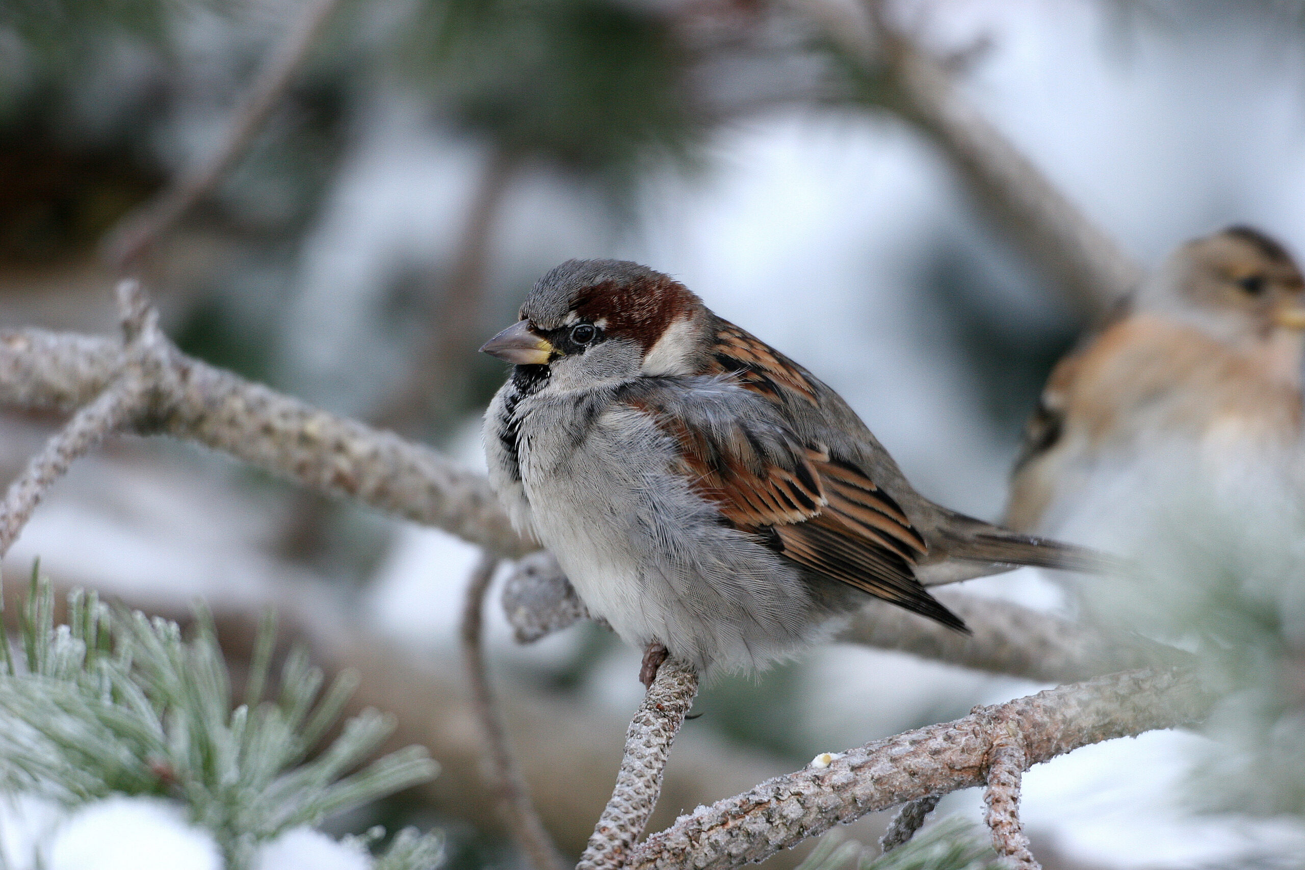 Bare én hageeier registrerte gråspurv. Foto:  Gunnar Numme. 