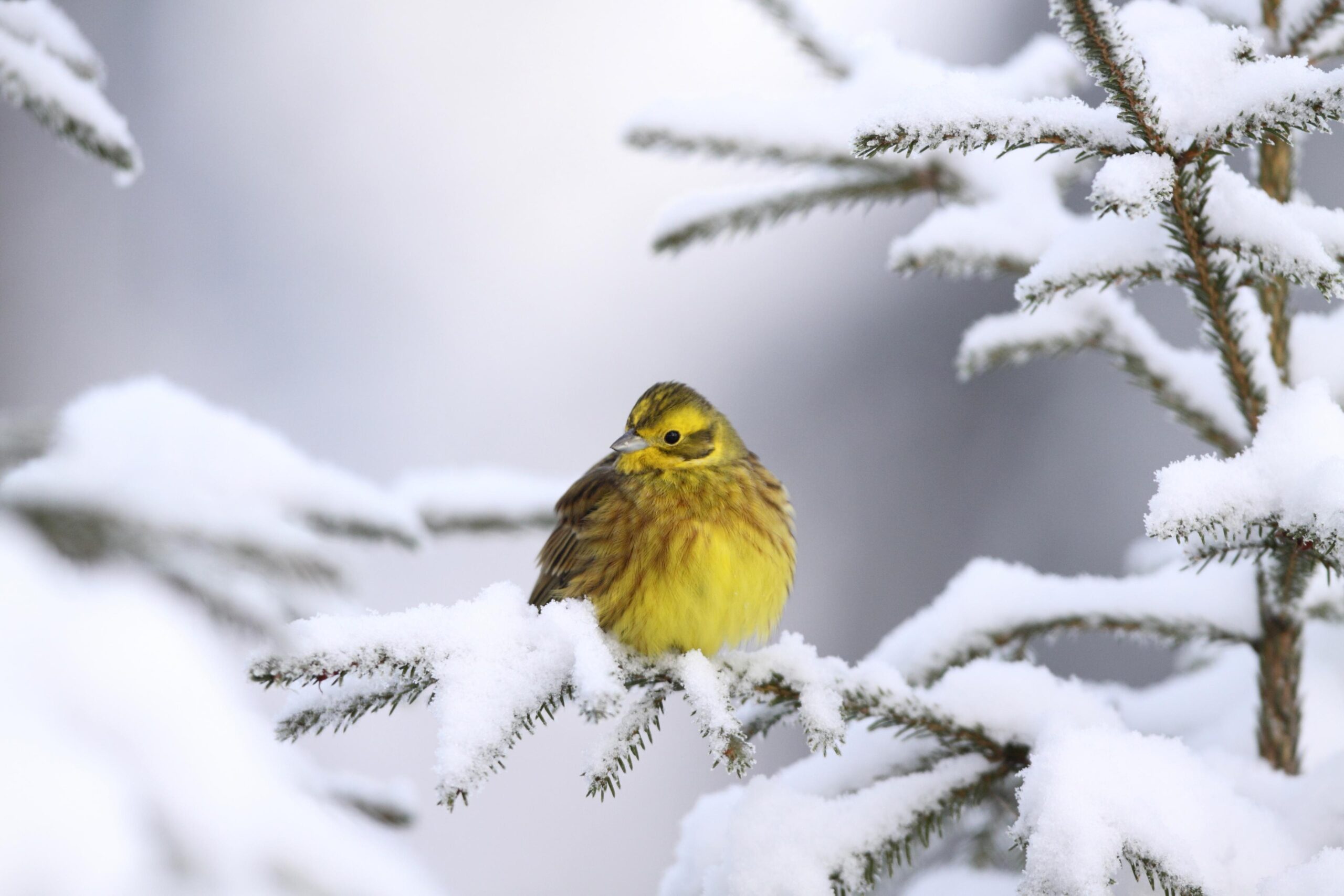 Gulspurven har f&aring;tt status som s&aring;rbar p&aring; r&oslash;dlista. Foto: Jonas Langbr&aring;ten / BirdLife Norge