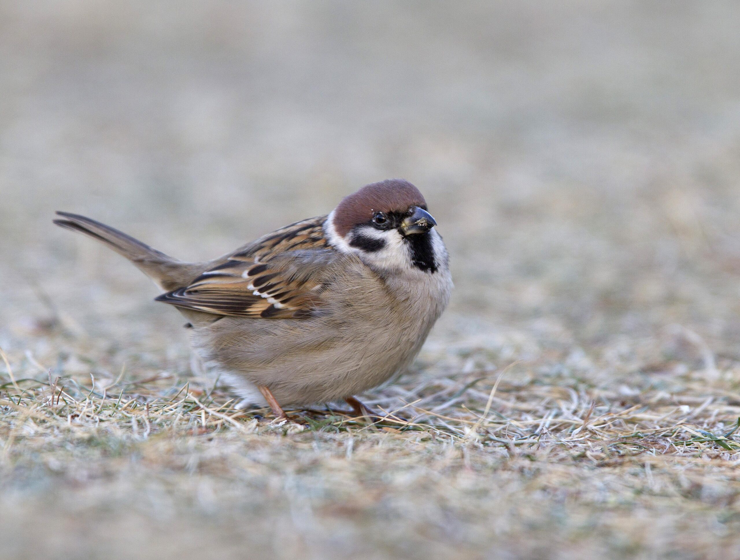 Pilfinken var tallrik i Flatanger under årets telling. Foto:  Frank Steinkjellå