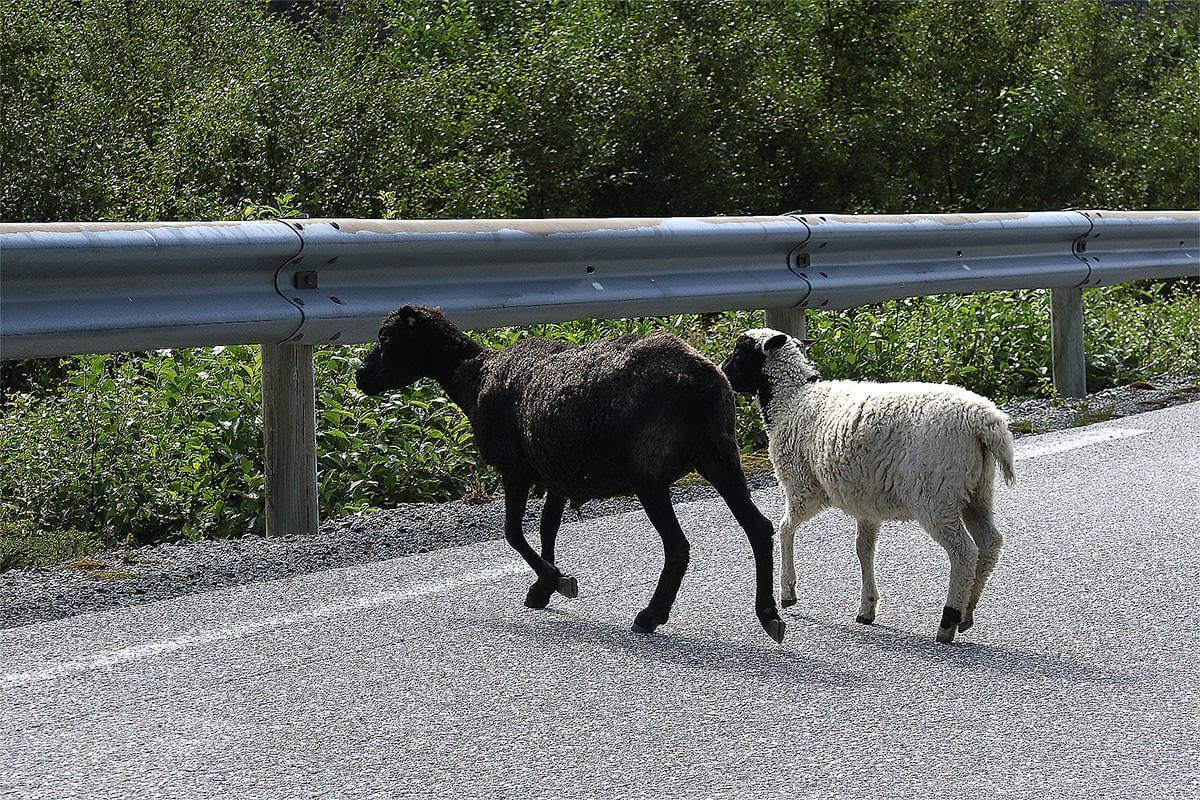I sommer er det viktig at man er oppmerksom p&aring; at dyr kan trekke mot veier og tuneller.(Foto: Kathinca Andersen Hilstad)