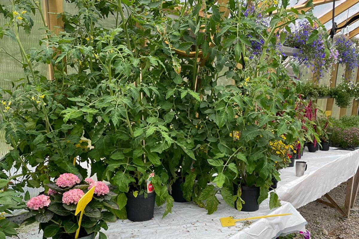 Det er enda tidlig i juli, men plantene plukkes fort ut nå som sommeren nærmer seg slutt (Foto: Kathinca Andersen Hilstad)